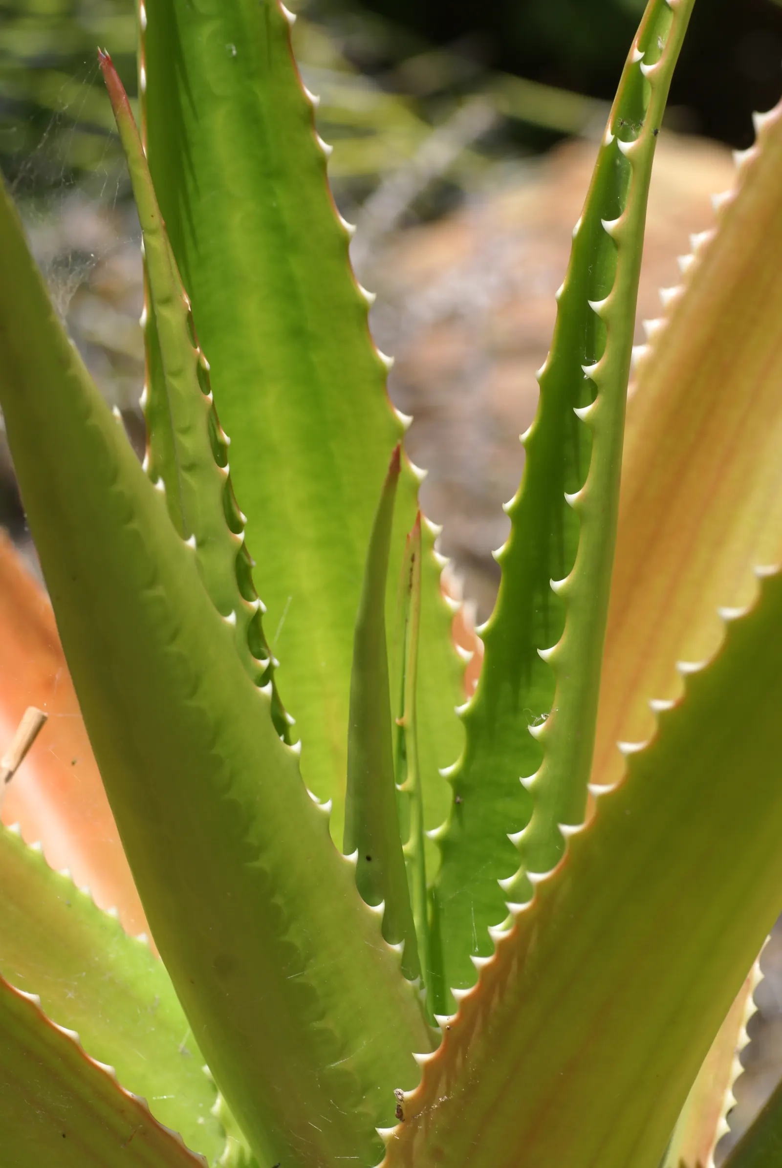 Malagasy Tree Aloe (Aloe Vaombe) — expect this aloe to show off spectacular clusters of bright red to orange tubular flowers