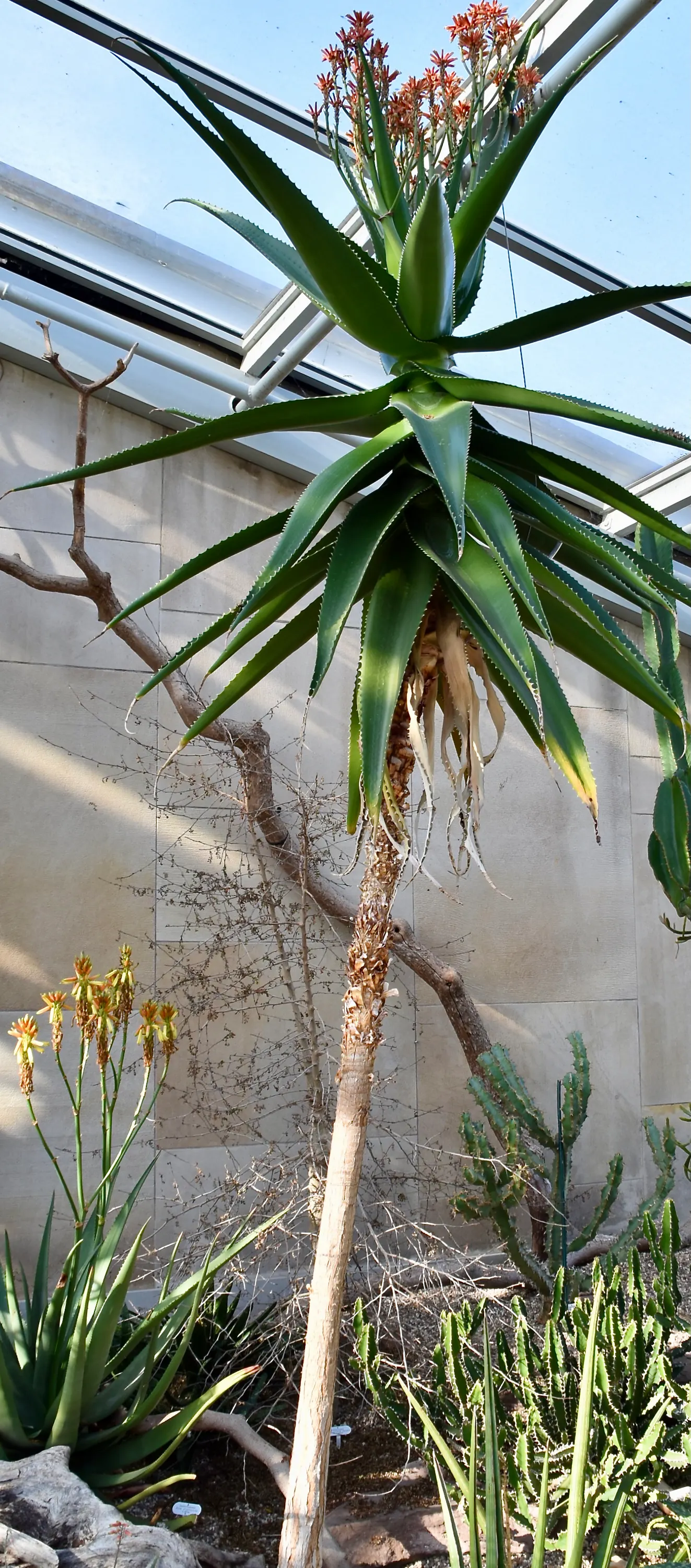 Malagasy Tree Aloe (Aloe Vaombe) — the Aloe vaombe's foliage sprawls approximately 4 to 5 feet wide
