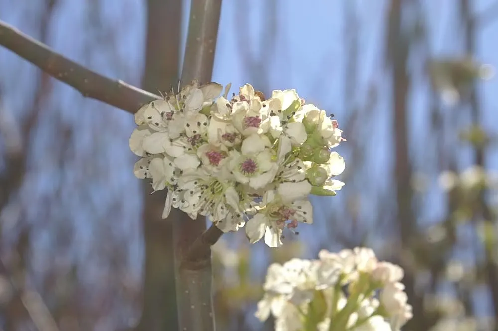 Chanticleer Columnar Callery Pear (Pyrus Calleryana 'Chanticleer') — glossy green leaves in summer