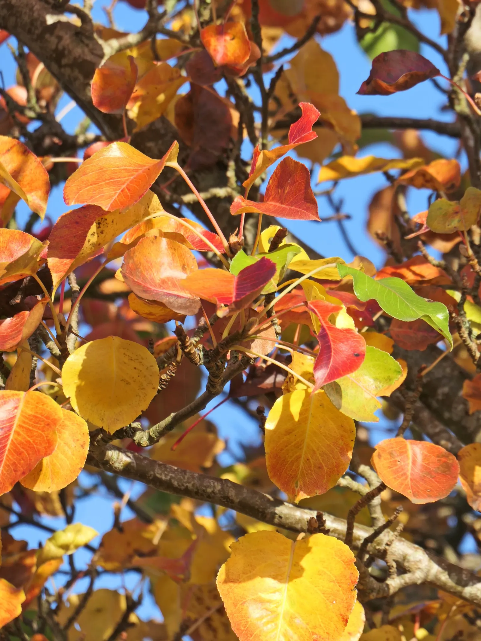 Chanticleer Columnar Callery Pear (Pyrus Calleryana 'Chanticleer') — The Chanticleer Pear (Pyrus calleryana 'Chanticleer') is a robust
