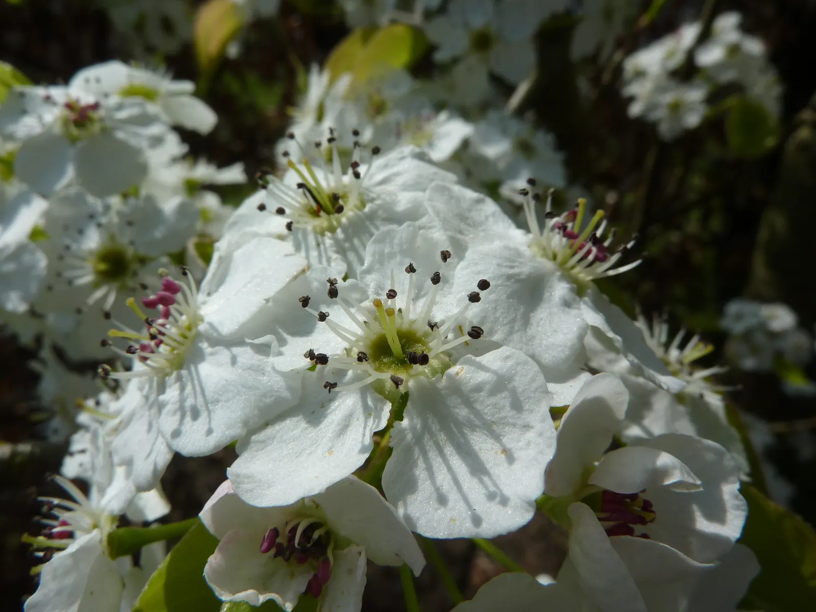Chanticleer Columnar Callery Pear (Pyrus Calleryana 'Chanticleer') — is an exemplary deciduous tree that adds vertical emphasis and elegant charm to any