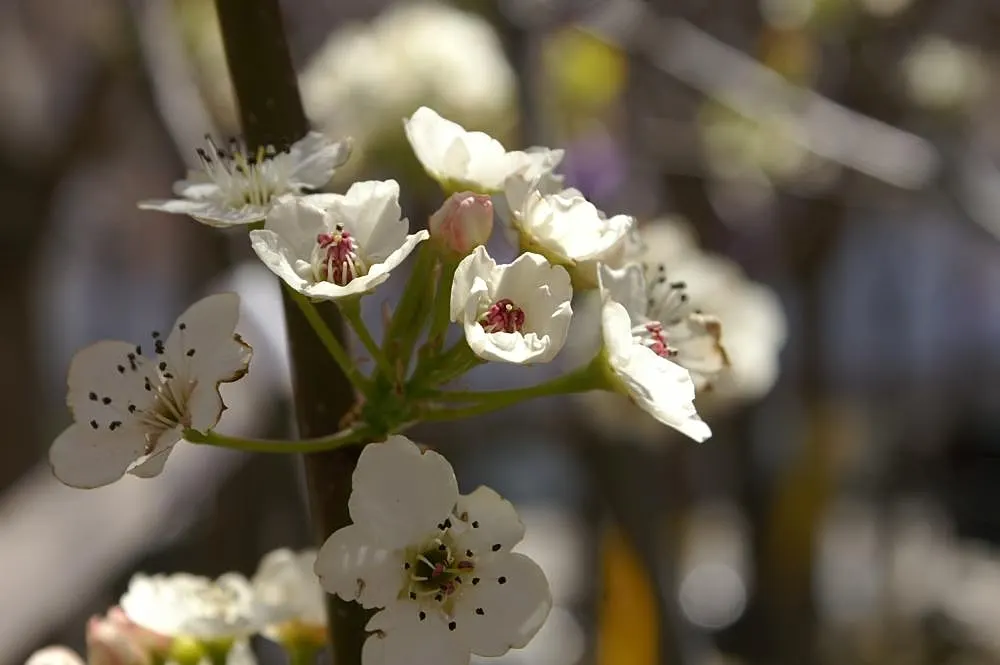 Chanticleer Columnar Callery Pear (Pyrus Calleryana 'Chanticleer') — It offers year-round interest: white spring blossoms