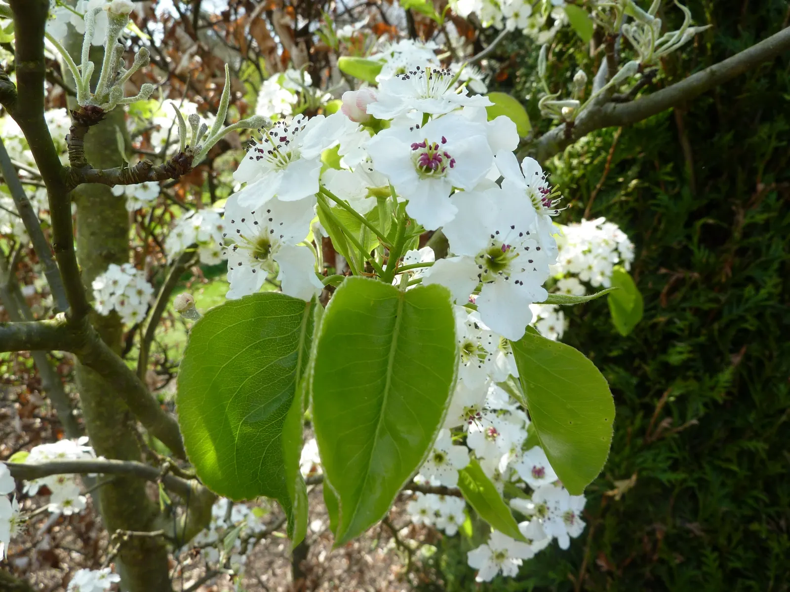 Chanticleer Columnar Callery Pear (Pyrus Calleryana 'Chanticleer') — Hardy and adaptable, it prefers full sun and well-drained soil