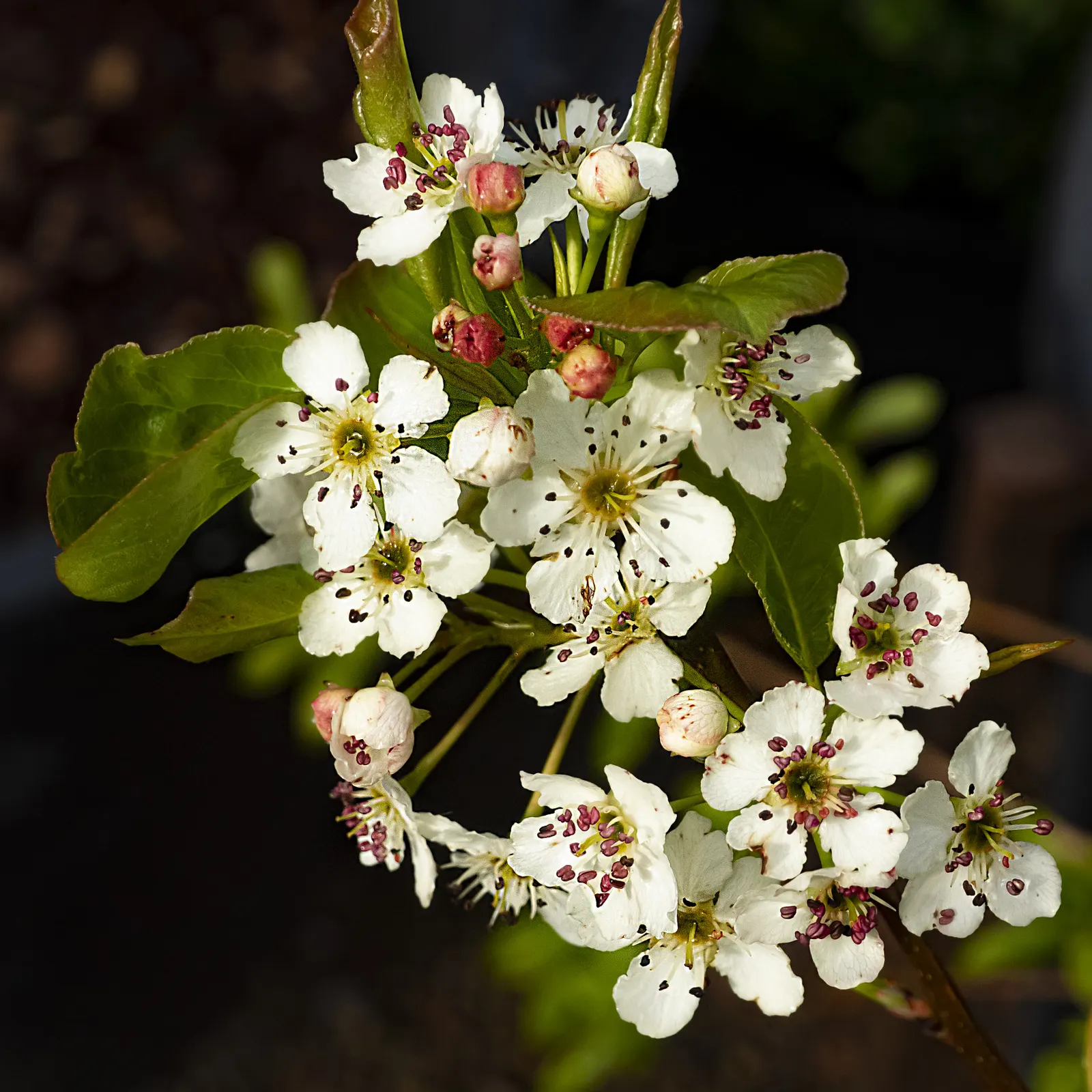 Chanticleer Columnar Callery Pear (Pyrus Calleryana 'Chanticleer') — This deciduous tree has an upward growth habit, making it ideal for narrower spaces