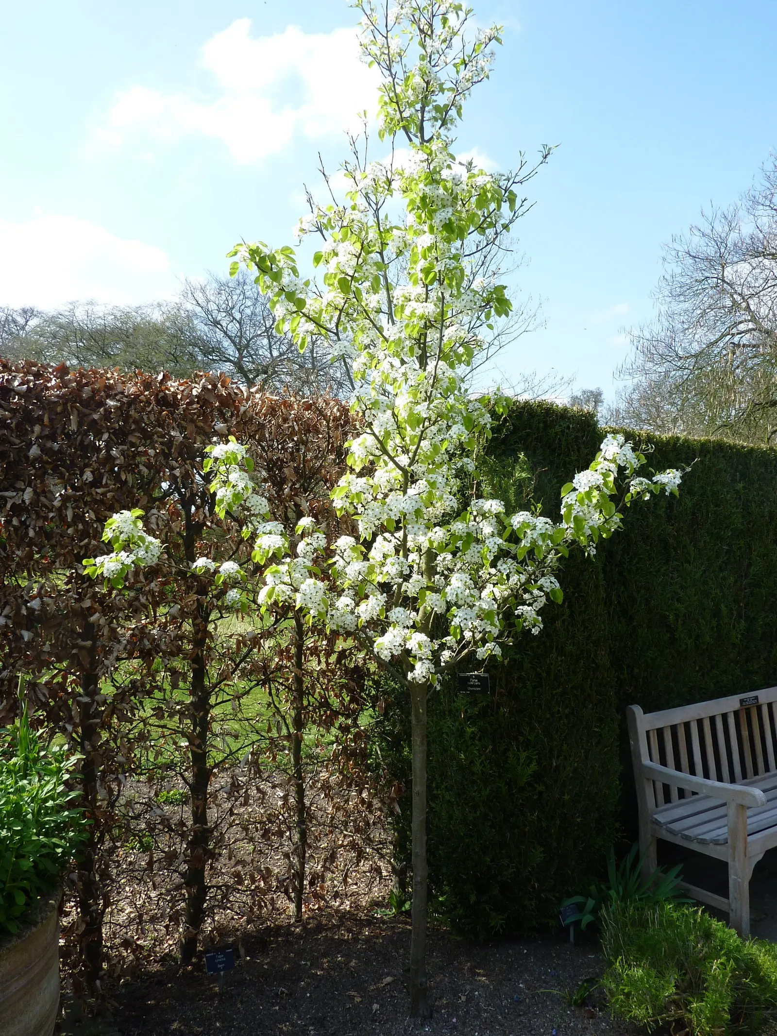 Chanticleer Columnar Callery Pear (Pyrus Calleryana 'Chanticleer') — narrow cultivar reaching heights of 30-35 ft with a spread of about 15 ft