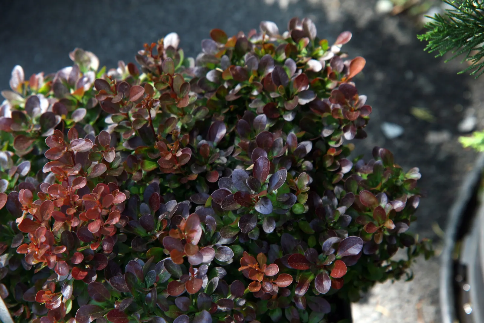 Dwarf Purpleleaf Barberry (Berberis Thunbergii 'Bagatelle') — purple-red foliage that intensifies in fall