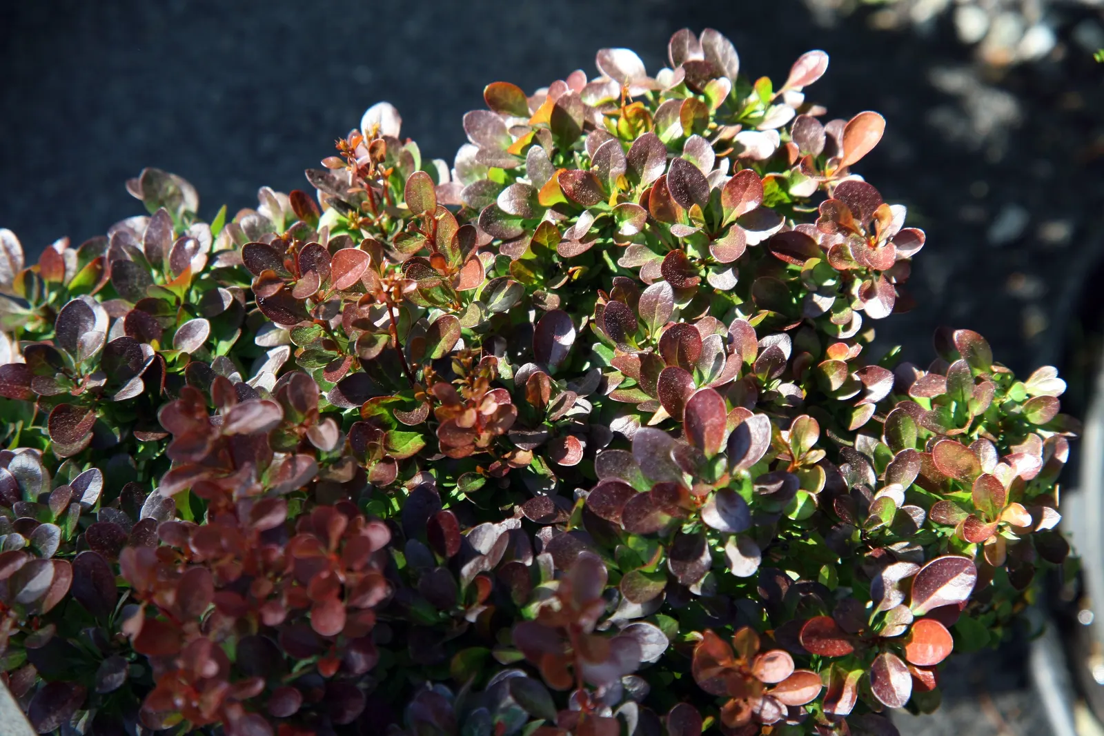 Dwarf Purpleleaf Barberry (Berberis Thunbergii 'Bagatelle') — it requires full sun to partial shade and well-drained soil