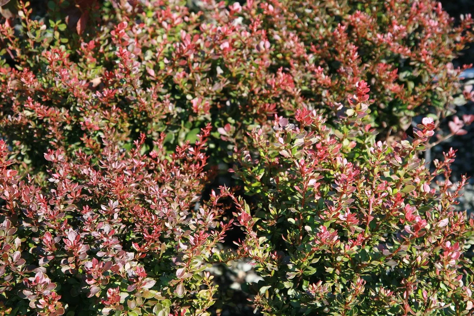 Dwarf Purpleleaf Barberry (Berberis Thunbergii 'Bagatelle') — it offers year-round interest with yellow spring flowers and red berries in summer to autumn