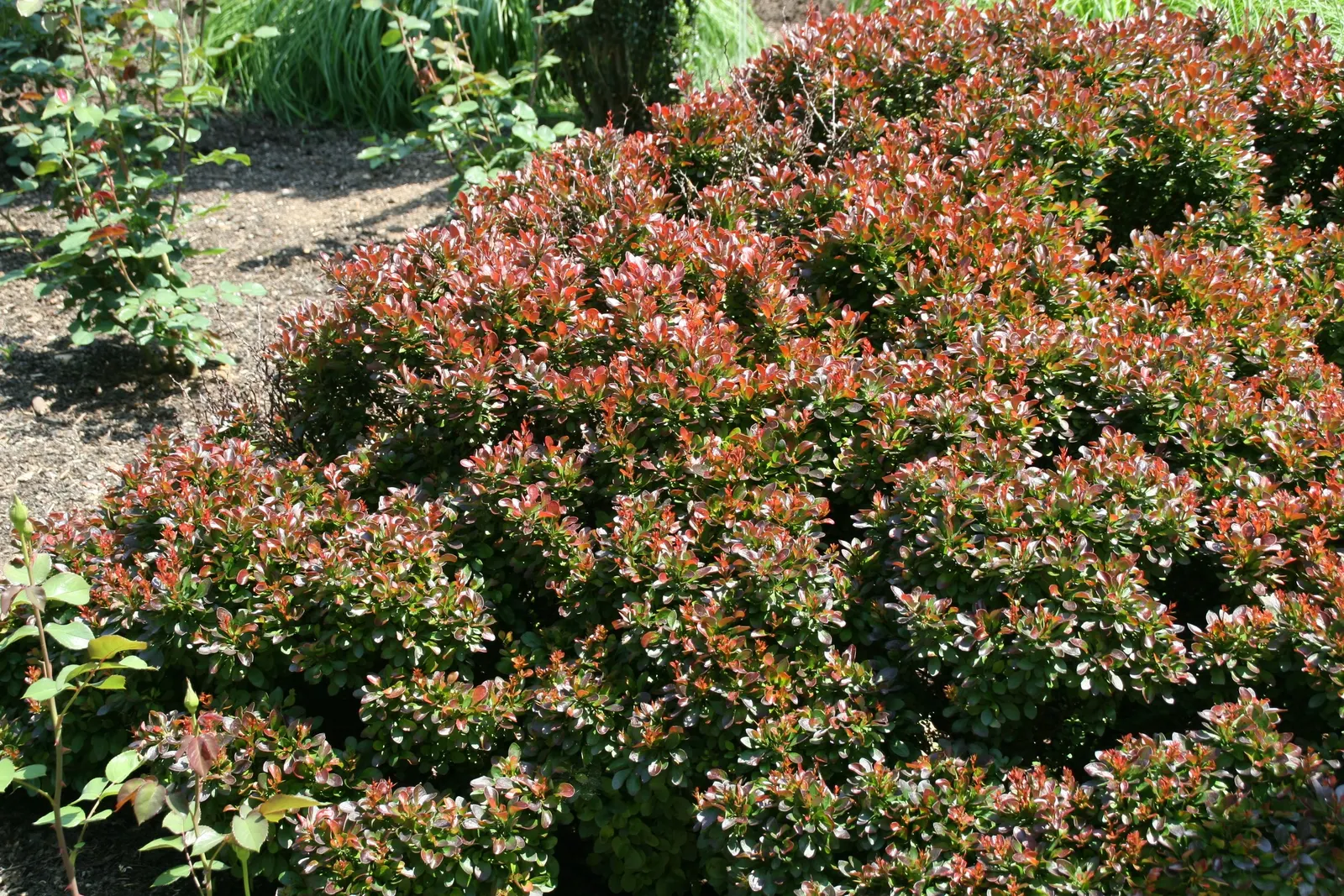 Dwarf Purpleleaf Barberry (Berberis Thunbergii 'Bagatelle') — reaching a mature size of about 1-2 feet in both height and spread