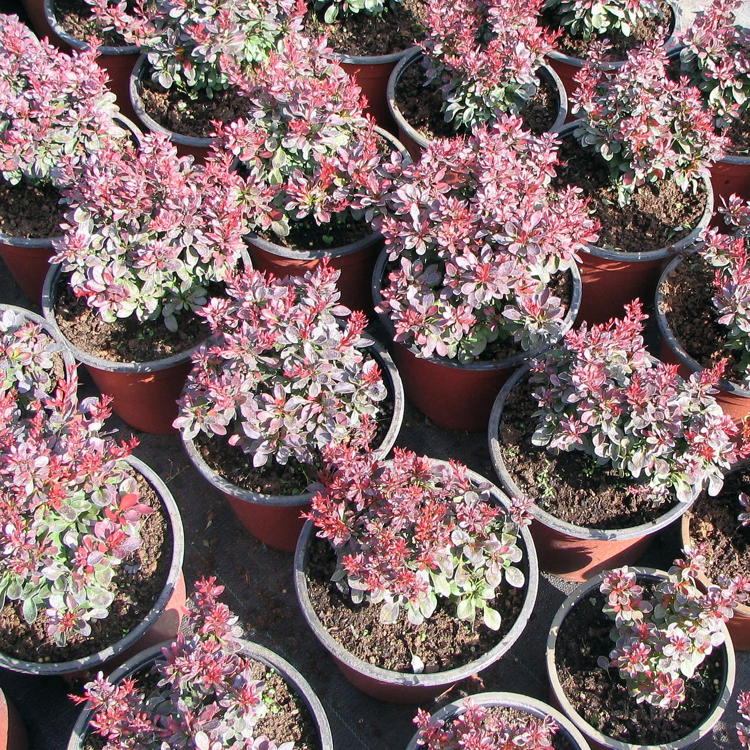 Dwarf Purpleleaf Barberry (Berberis Thunbergii 'Bagatelle') — The Dwarf Purpleleaf Barberry 'Bagatelle' is a compact deciduous shrub