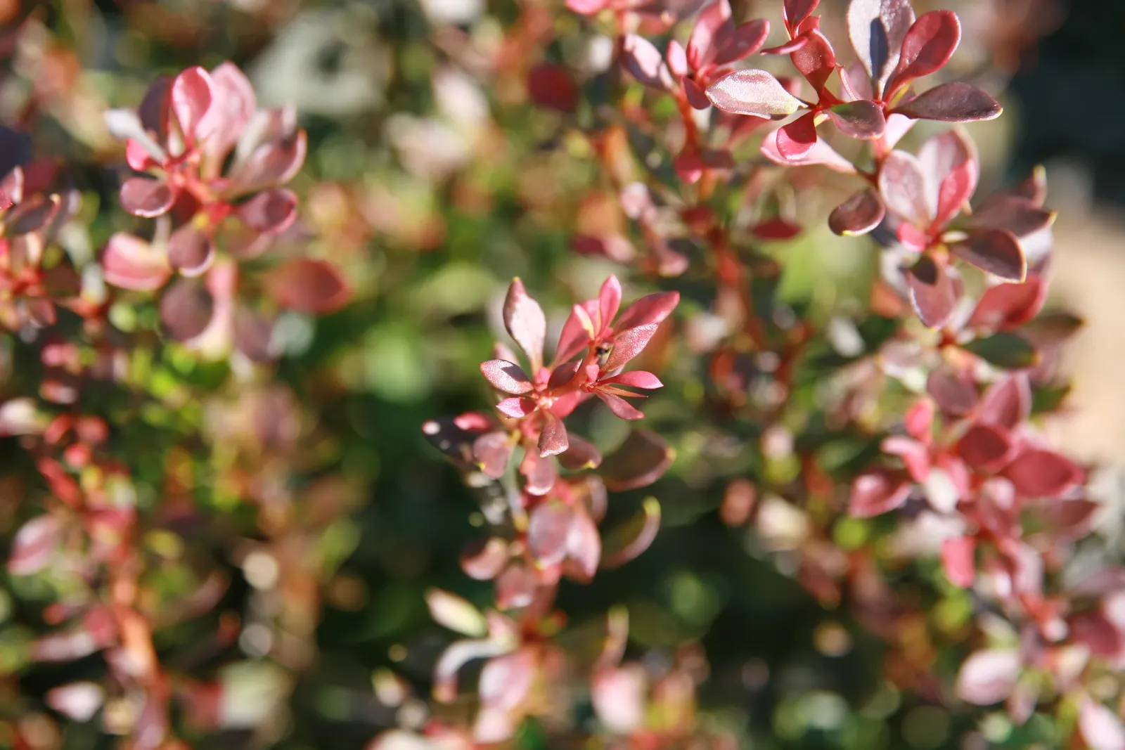 Dwarf Purpleleaf Barberry (Berberis Thunbergii 'Bagatelle') — making it suitable for low hedges or accent plantings