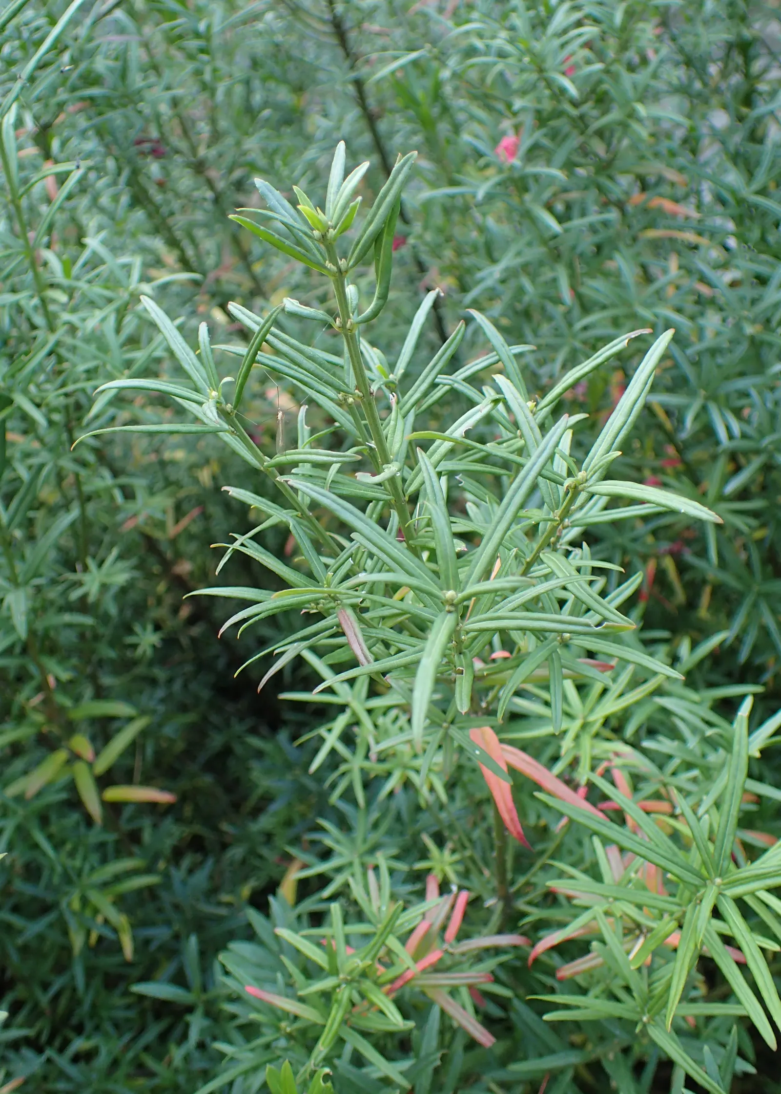 Turkestan Burning Bush (Euonymus Nanus Turkestanicus) — pinkish-red fruits that succeed the flowers