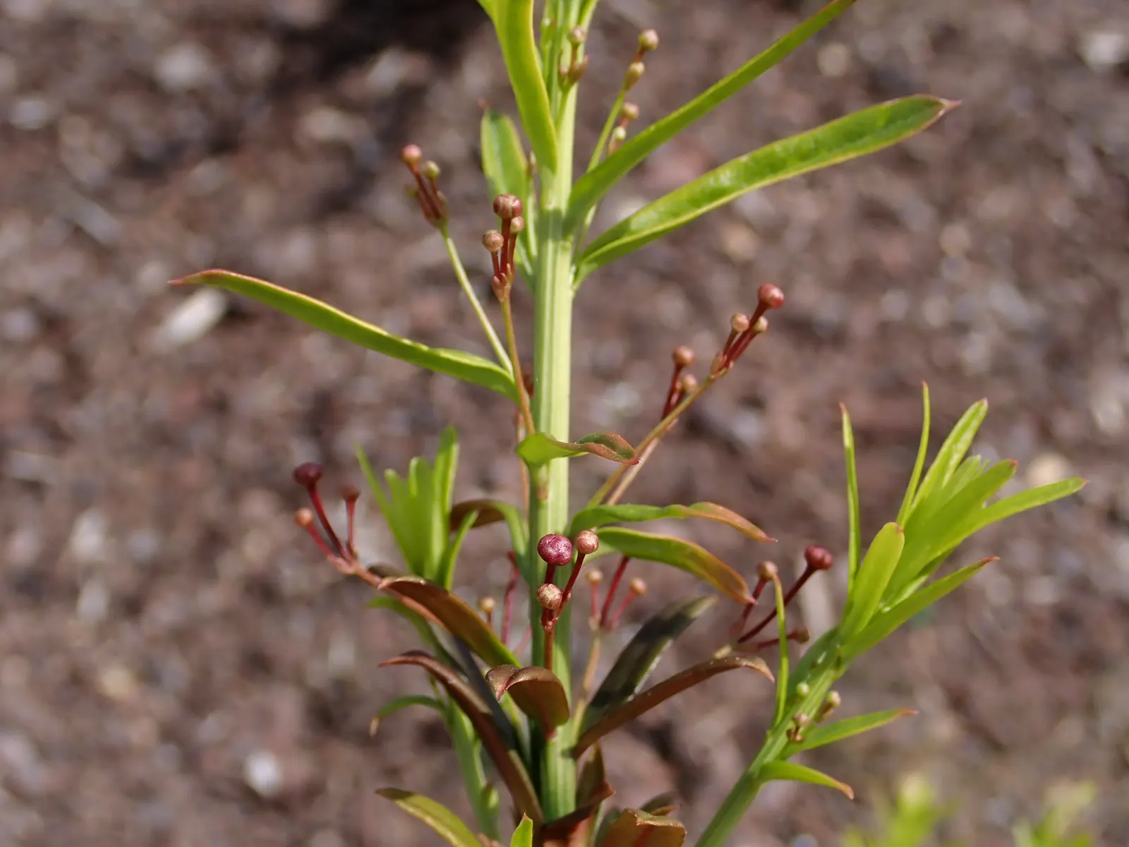 Turkestan Burning Bush (Euonymus Nanus Turkestanicus) — Turkestan Burning Bush (Euonymus nanus turkestanicus) is a compact