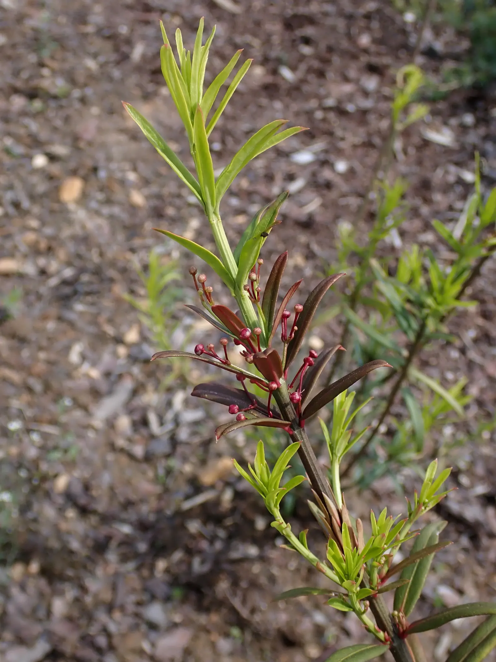 Turkestan Burning Bush (Euonymus Nanus Turkestanicus) — this compact variety typically reaches just 2 to 3 feet in height and spreads about the same