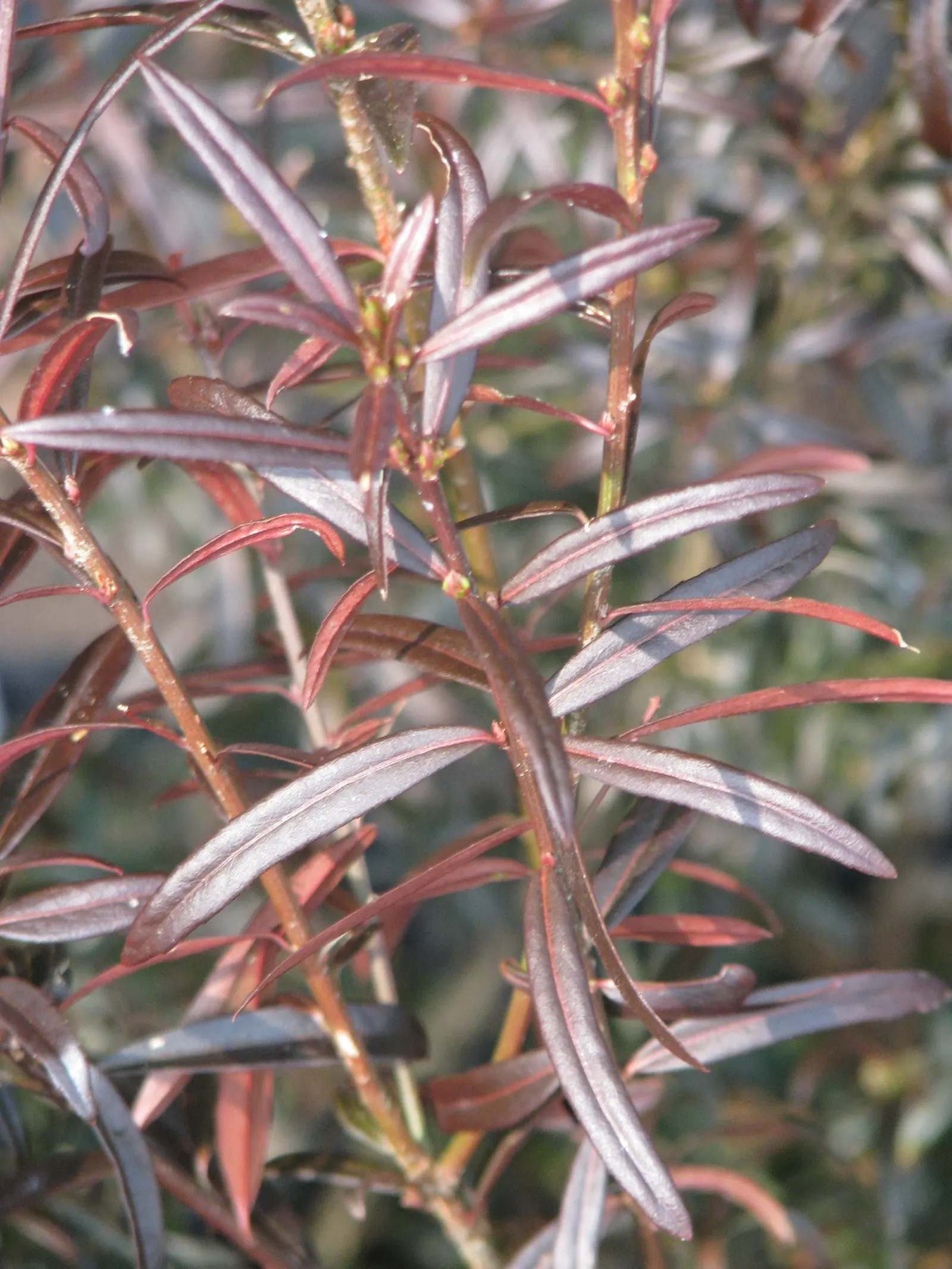 Turkestan Burning Bush (Euonymus Nanus Turkestanicus) — It is drought-tolerant once established, making it an excellent option for xeric landscapes
