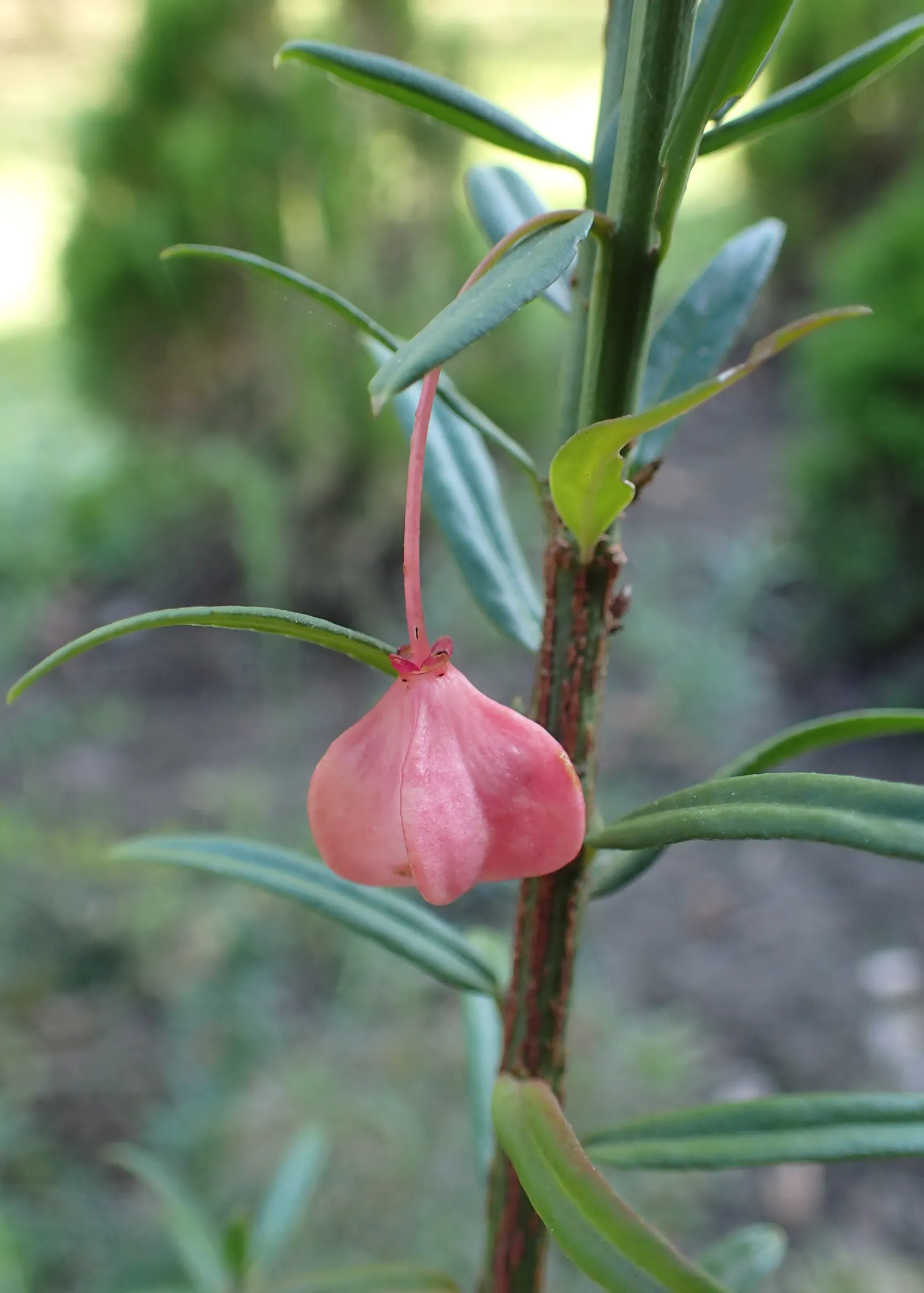 Turkestan Burning Bush (Euonymus Nanus Turkestanicus) — each splitting open to reveal orange seeds