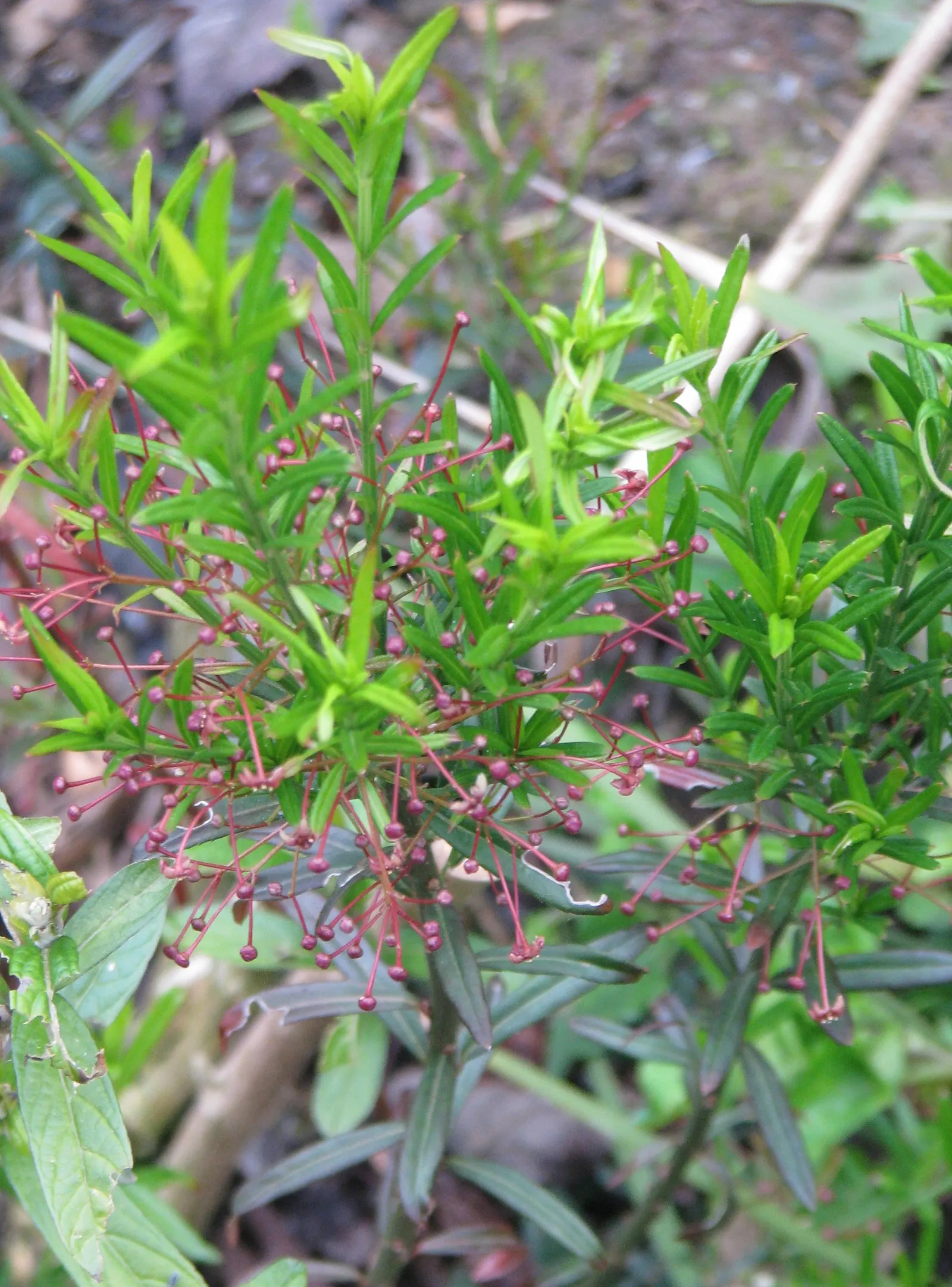 Turkestan Burning Bush (Euonymus Nanus Turkestanicus) — Prized for its vibrant autumn foliage in shades of fiery red and pink