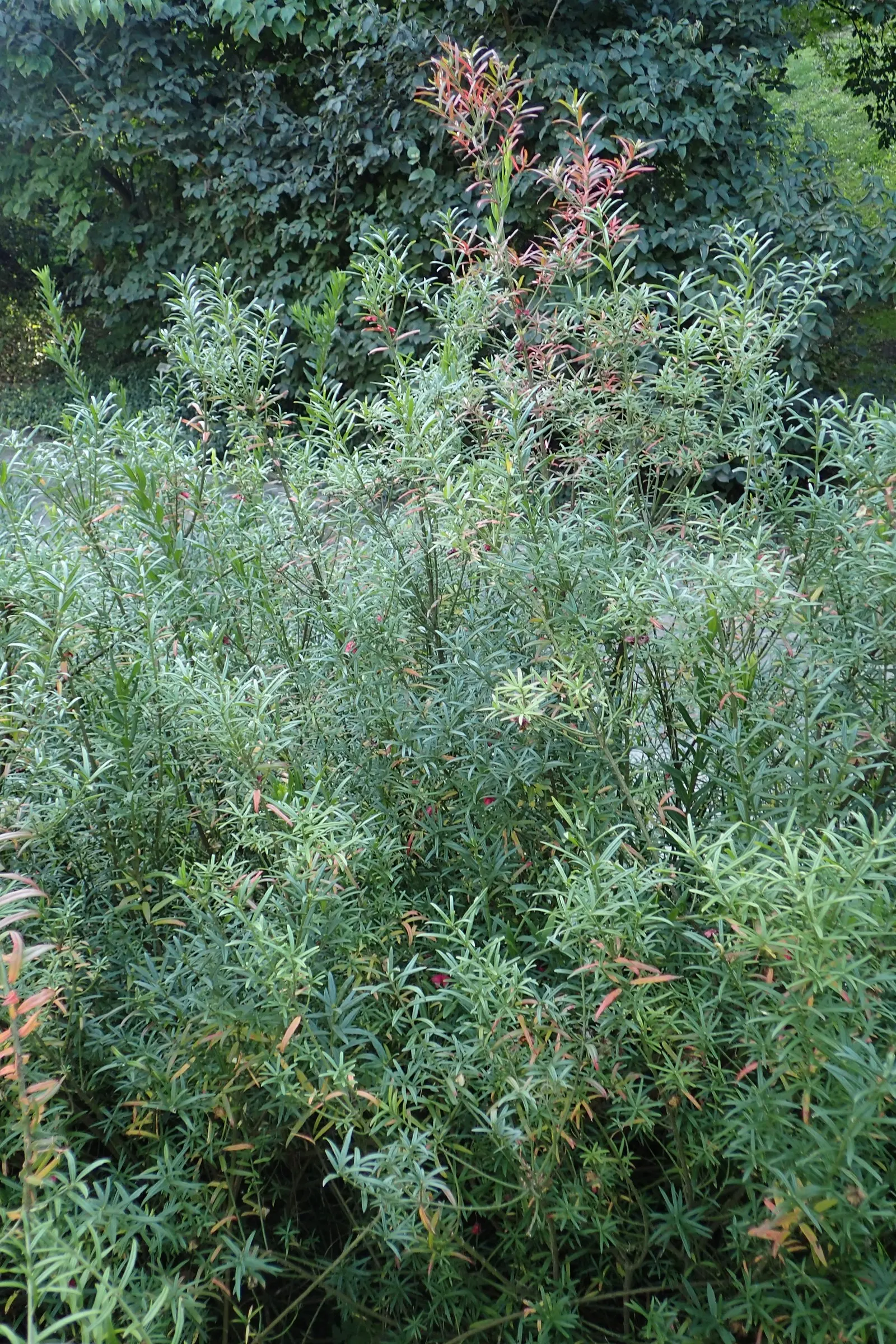 Turkestan Burning Bush (Euonymus Nanus Turkestanicus) — These fruit capsules persist into autumn