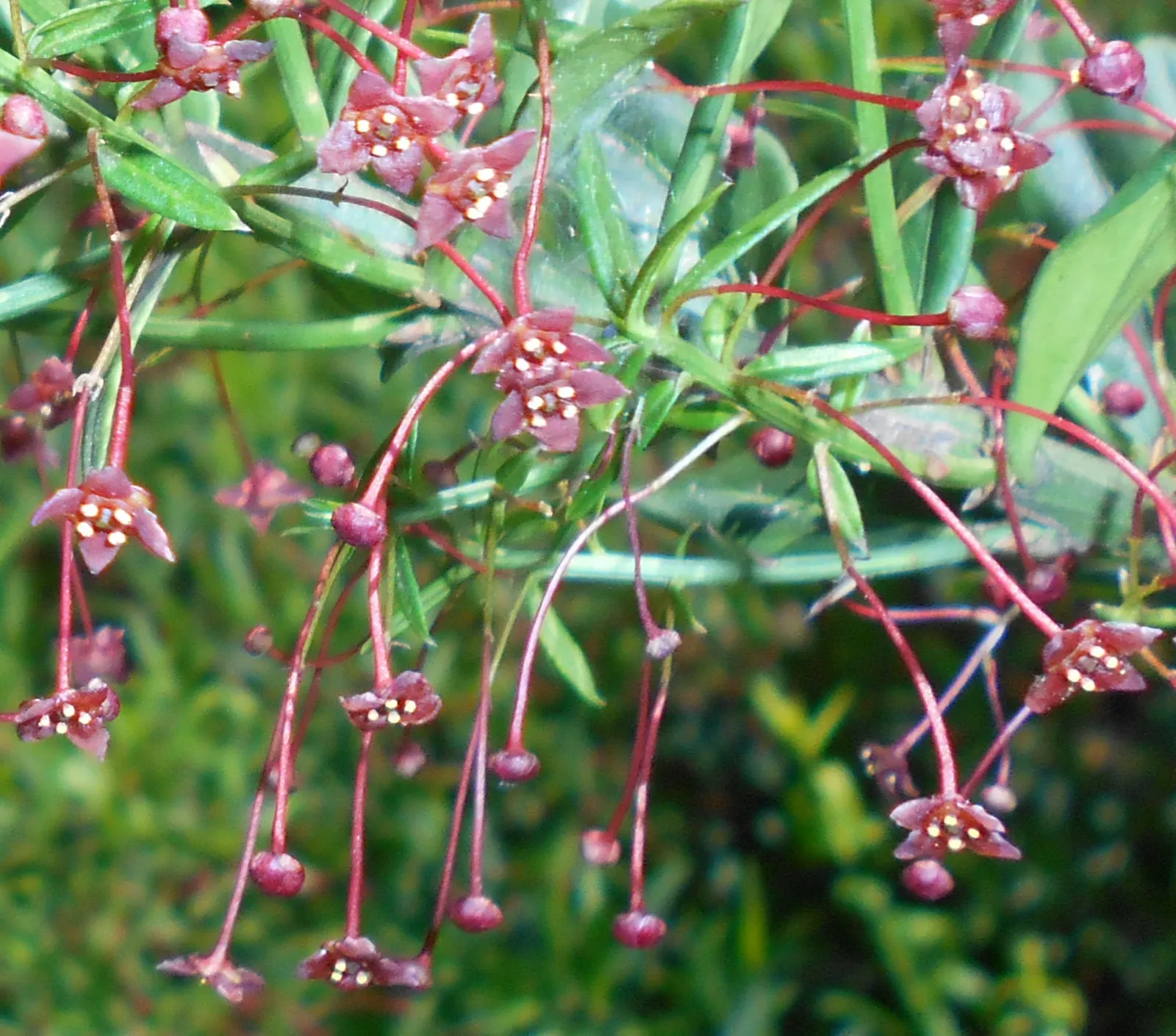 Turkestan Burning Bush (Euonymus Nanus Turkestanicus) — Plant in full sun to partial shade for optimal color display