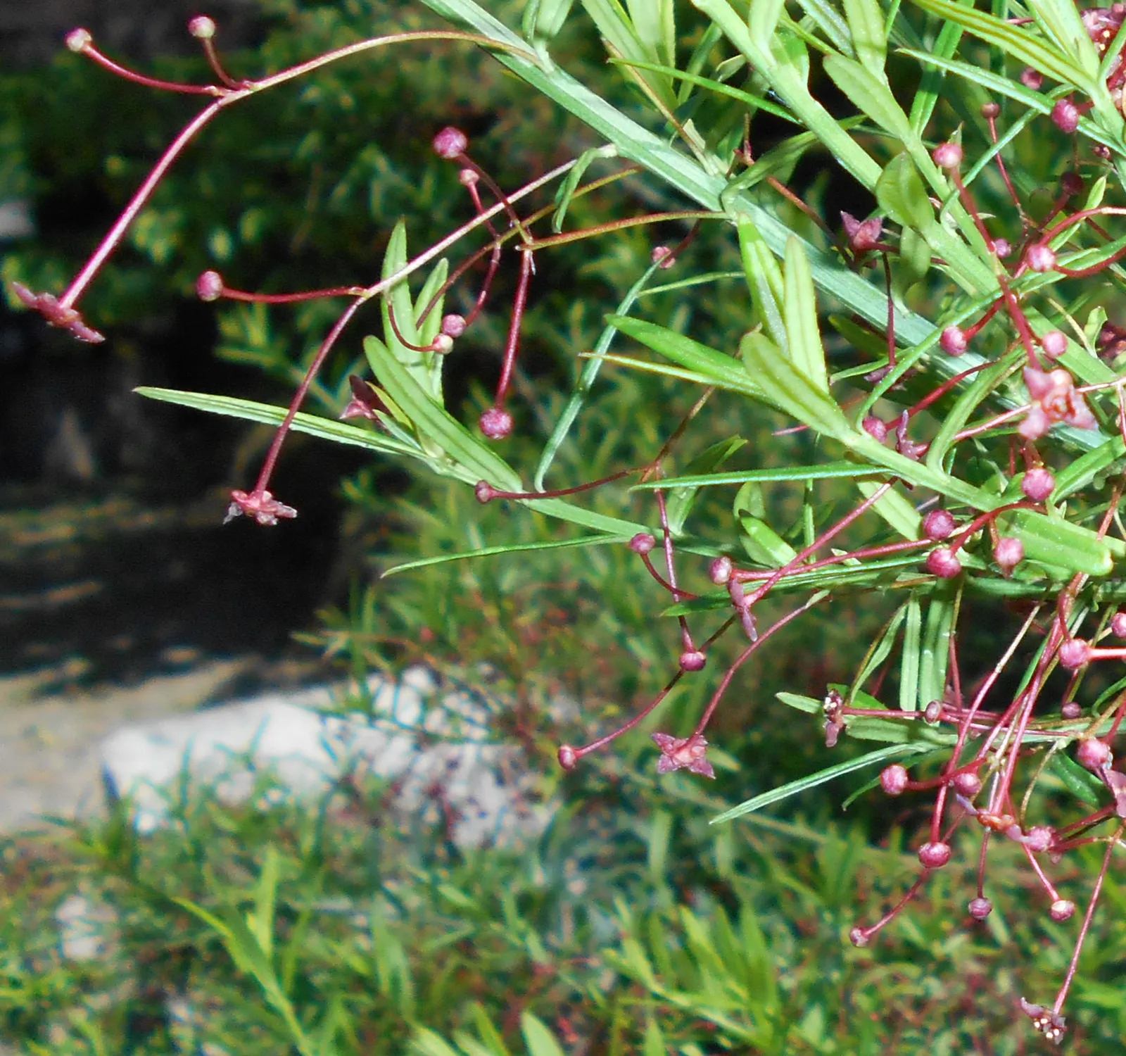 Turkestan Burning Bush (Euonymus Nanus Turkestanicus) — This sturdy specimen tolerates poor soils and drought, making it ideal for low-maintenance landscapes