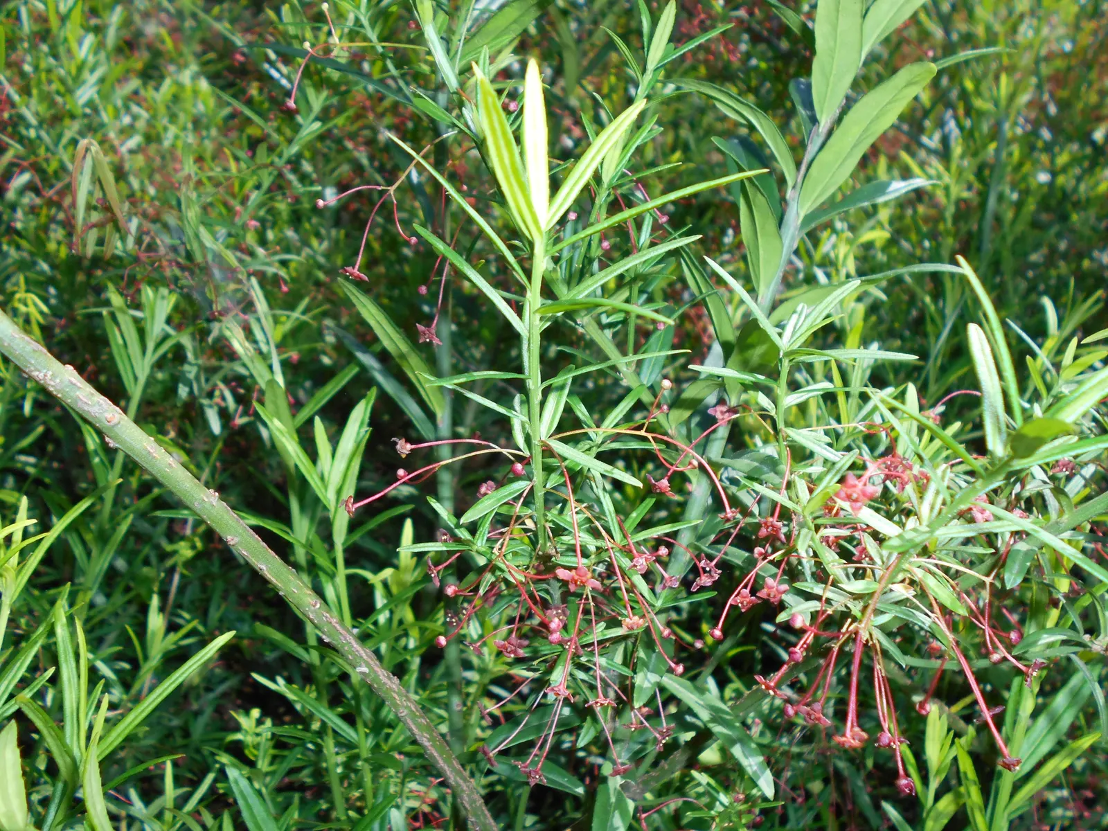 Turkestan Burning Bush (Euonymus Nanus Turkestanicus) — it also showcases small greenish flowers and ornamental berries