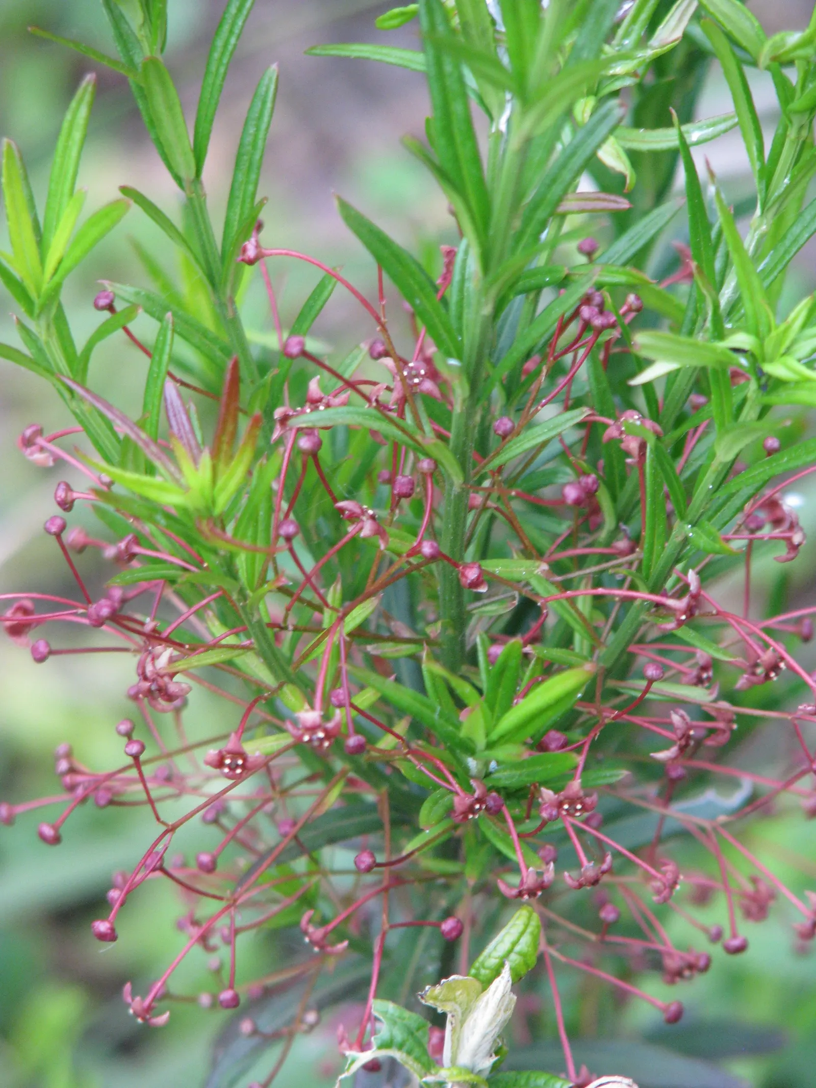 Turkestan Burning Bush (Euonymus Nanus Turkestanicus) — consider mass planting for a striking effect or use as an accent piece in mixed borders.<br><br>Overall