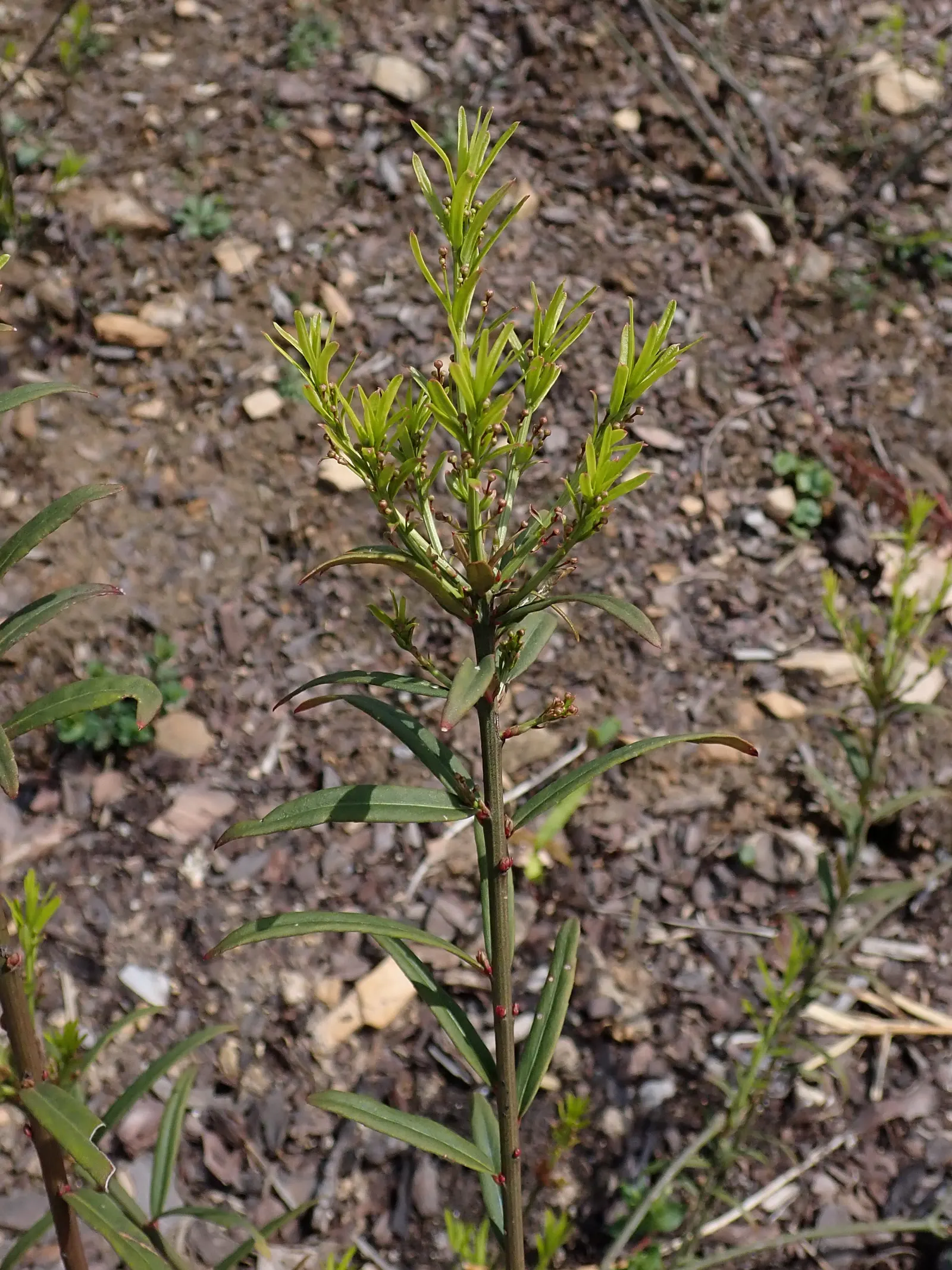 Turkestan Burning Bush (Euonymus Nanus Turkestanicus) — scientifically known as Euonymus nanus turkestanicus