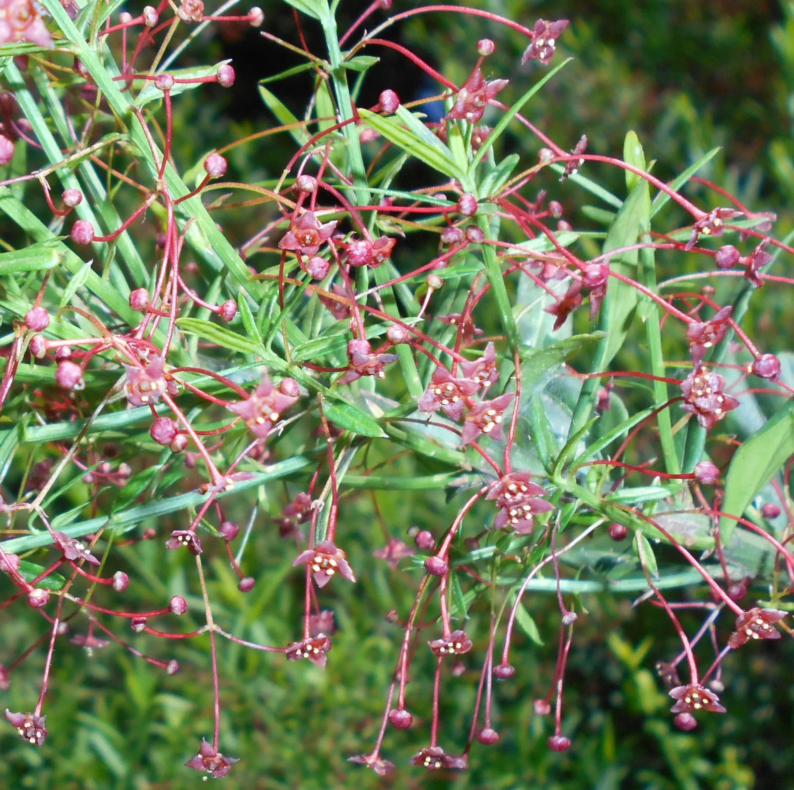 Turkestan Burning Bush (Euonymus Nanus Turkestanicus) — deciduous shrub reaching up to 3 feet in height and spread