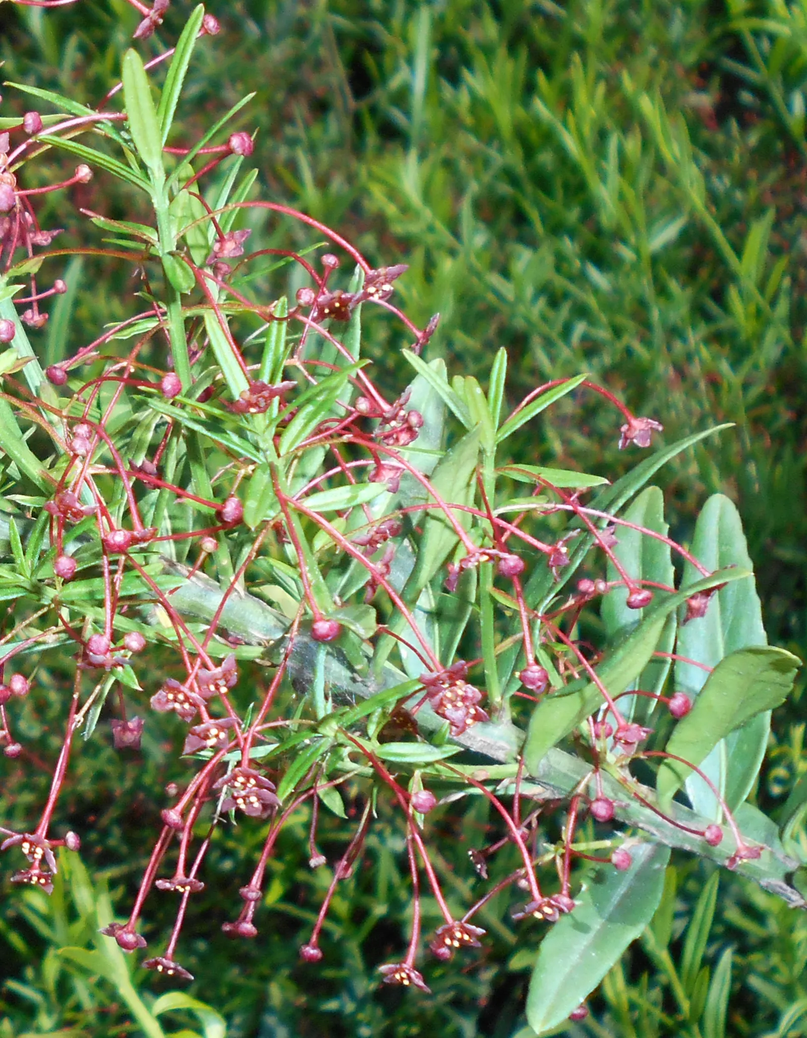 Turkestan Burning Bush (Euonymus Nanus Turkestanicus) — the Turkestan Burning Bush brings vivacity to any garden setting