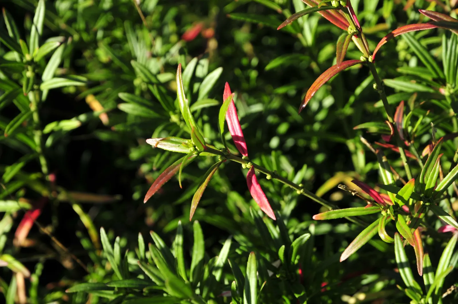 Turkestan Burning Bush (Euonymus Nanus Turkestanicus) — Hardy in USDA zones 4 to 8
