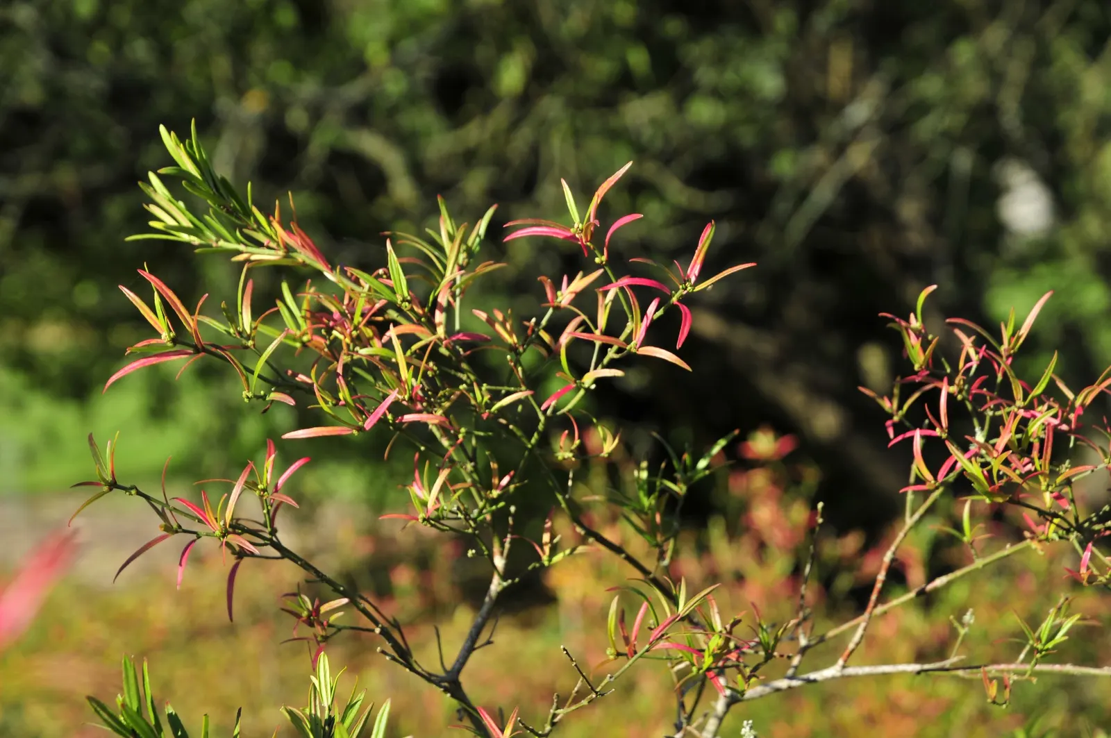 Turkestan Burning Bush (Euonymus Nanus Turkestanicus) — ovate leaves approximately 1 to 1.5 inches long