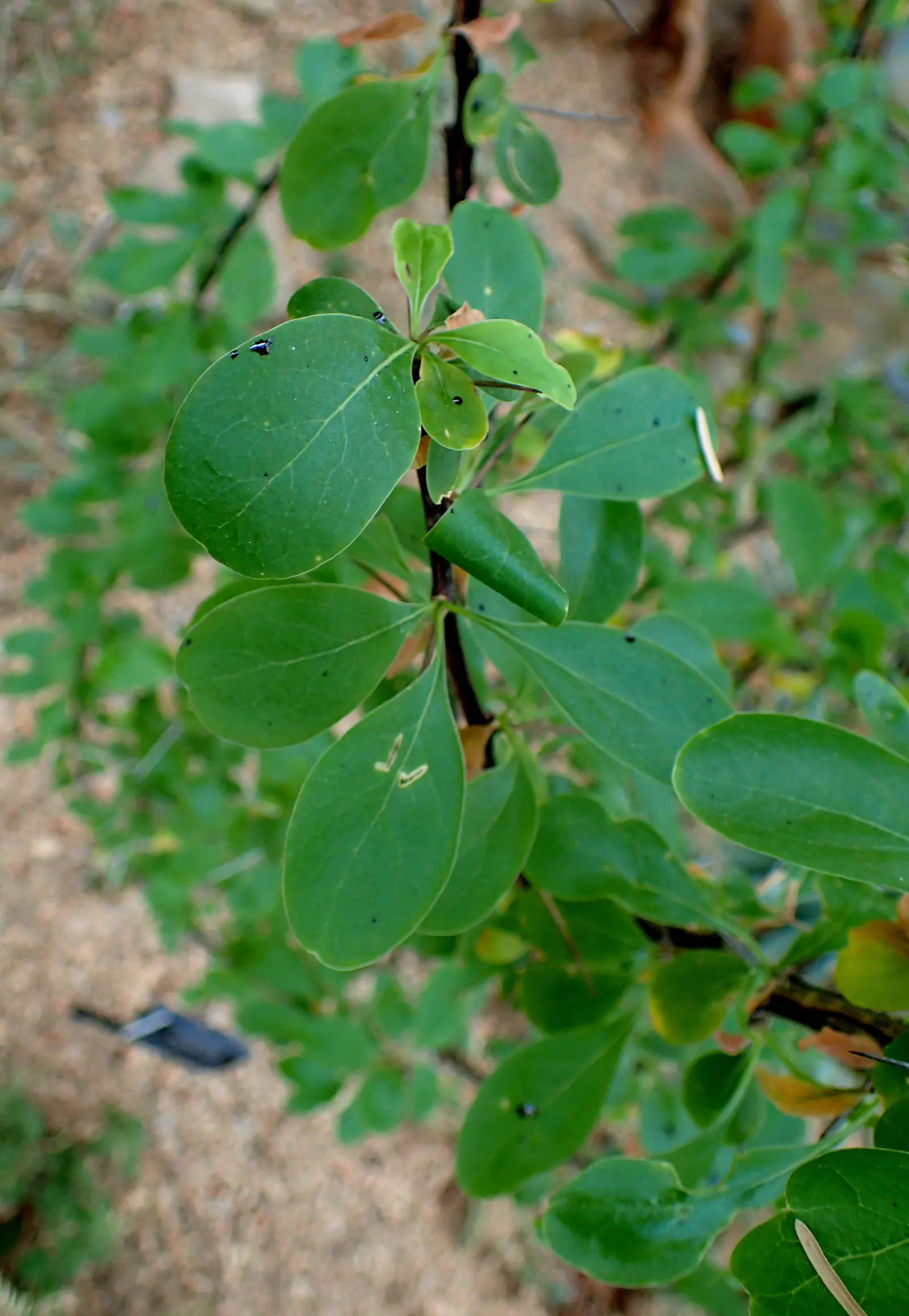 Mexican Tree Ocotillo Or Coach Whip (Fouquieria Macdougalii) — oval green leaves after rain