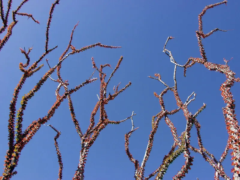 Mexican Tree Ocotillo Or Coach Whip (Fouquieria Macdougalii) — though they typically drop during drought to conserve precious moisture