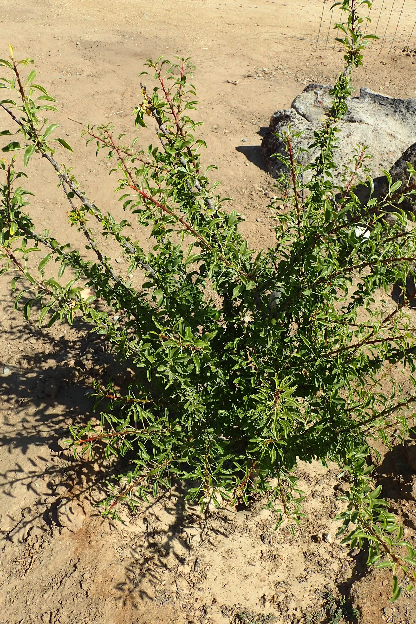 Mexican Tree Ocotillo Or Coach Whip (Fouquieria Macdougalii) — embodying the essence of xeriscaping