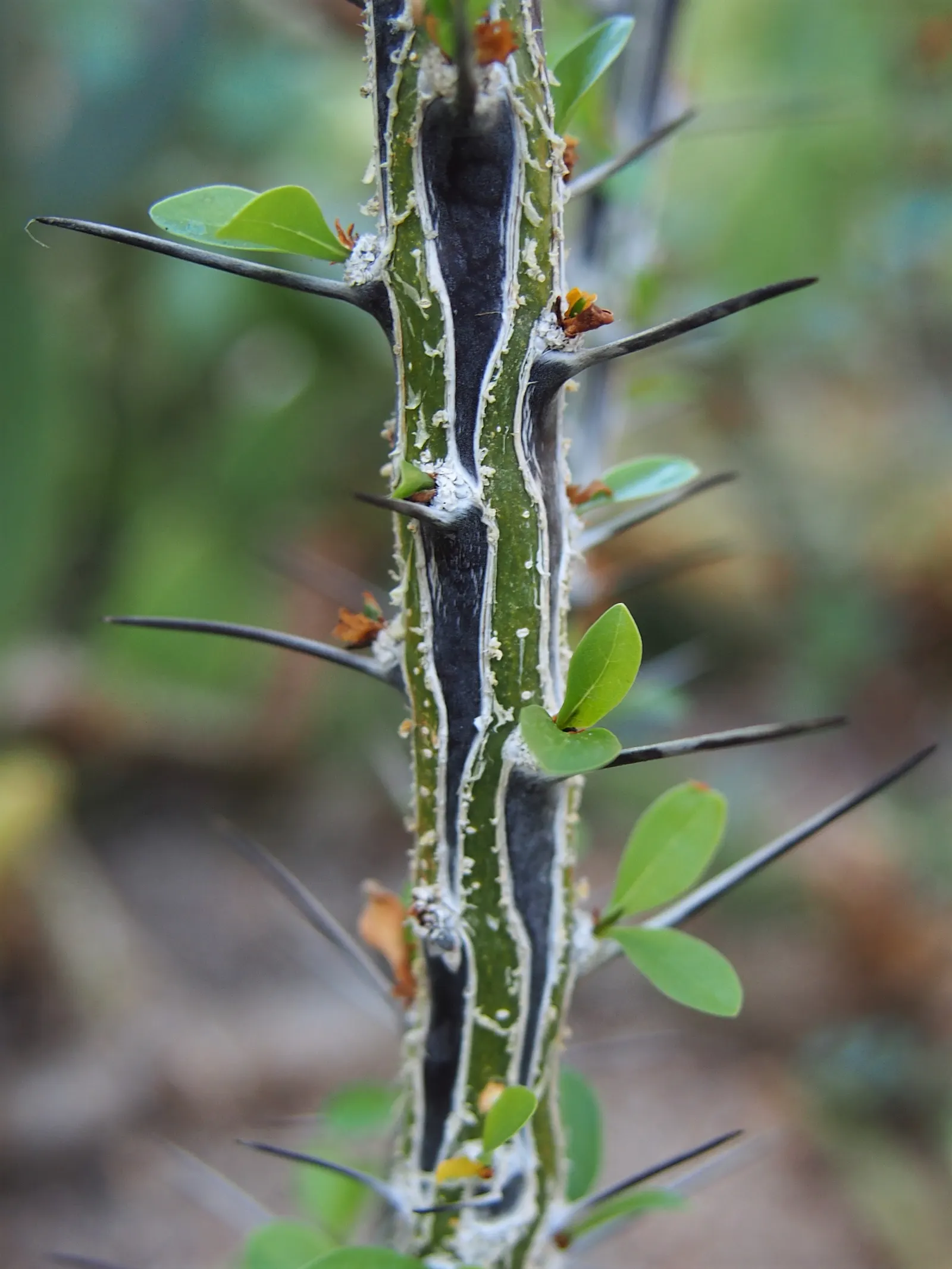 Mexican Tree Ocotillo Or Coach Whip (Fouquieria Macdougalii) — which can reach impressive heights of up to 20 feet when mature