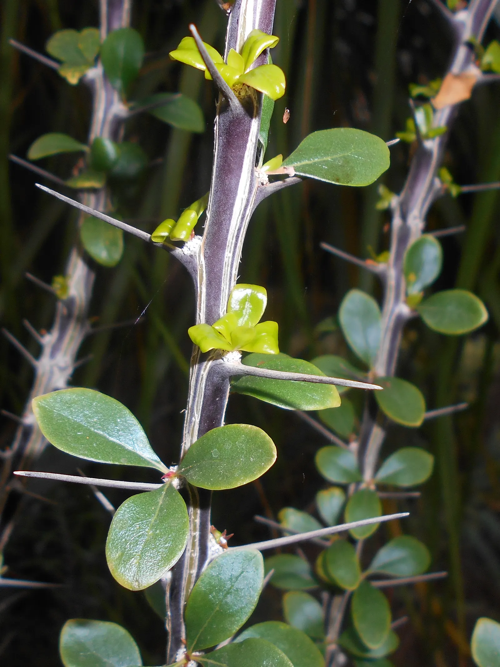 Mexican Tree Ocotillo Or Coach Whip (Fouquieria Macdougalii) — This slow-growing plant reaches 10-15 feet tall with a spread of 5-10 feet; though they