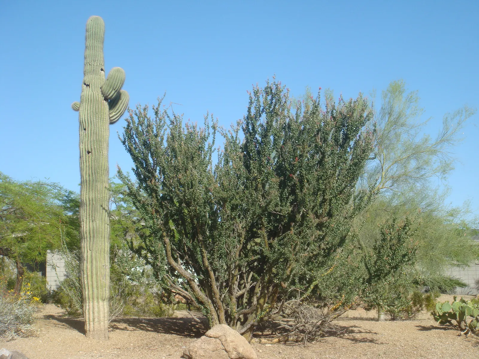 Mexican Tree Ocotillo Or Coach Whip (Fouquieria Macdougalii) — making it suitable for USDA zones 8b to 11