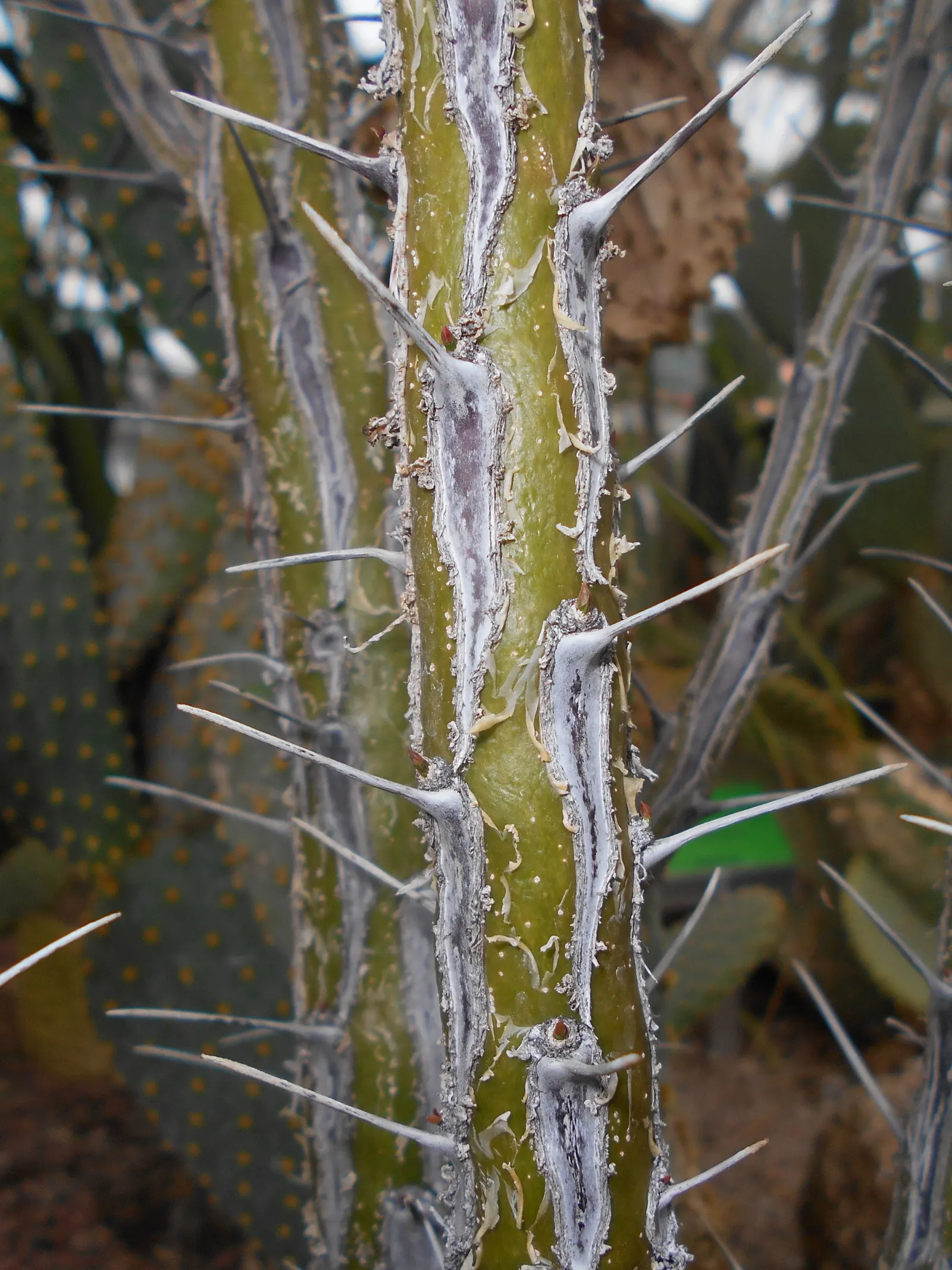 Mexican Tree Ocotillo Or Coach Whip (Fouquieria Macdougalii) — it adds a dramatic vertical element to desert landscapes; embodying the essence of xeriscaping