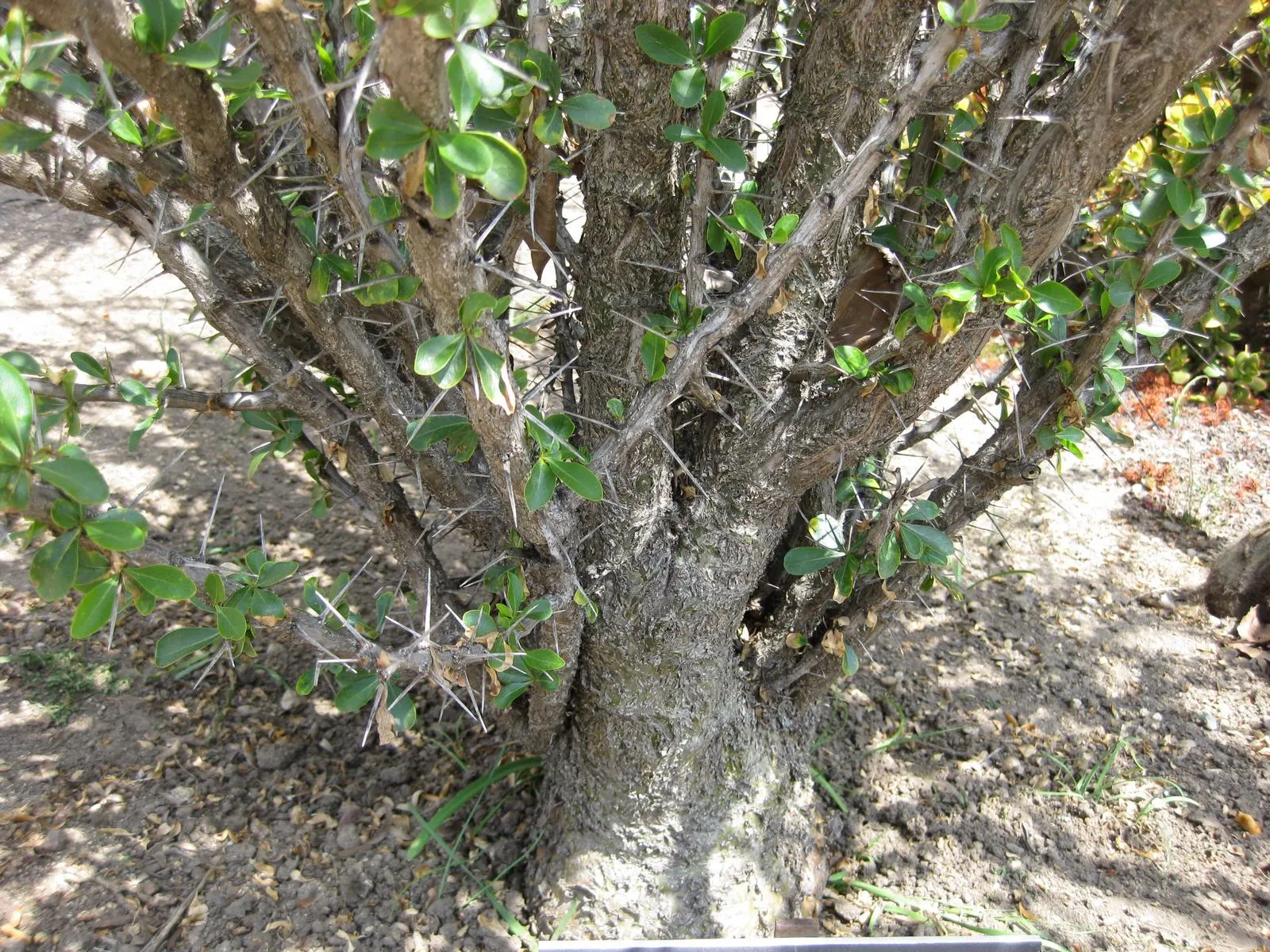 Mexican Tree Ocotillo Or Coach Whip (Fouquieria Macdougalii) — it adds a dramatic vertical element to desert landscapes