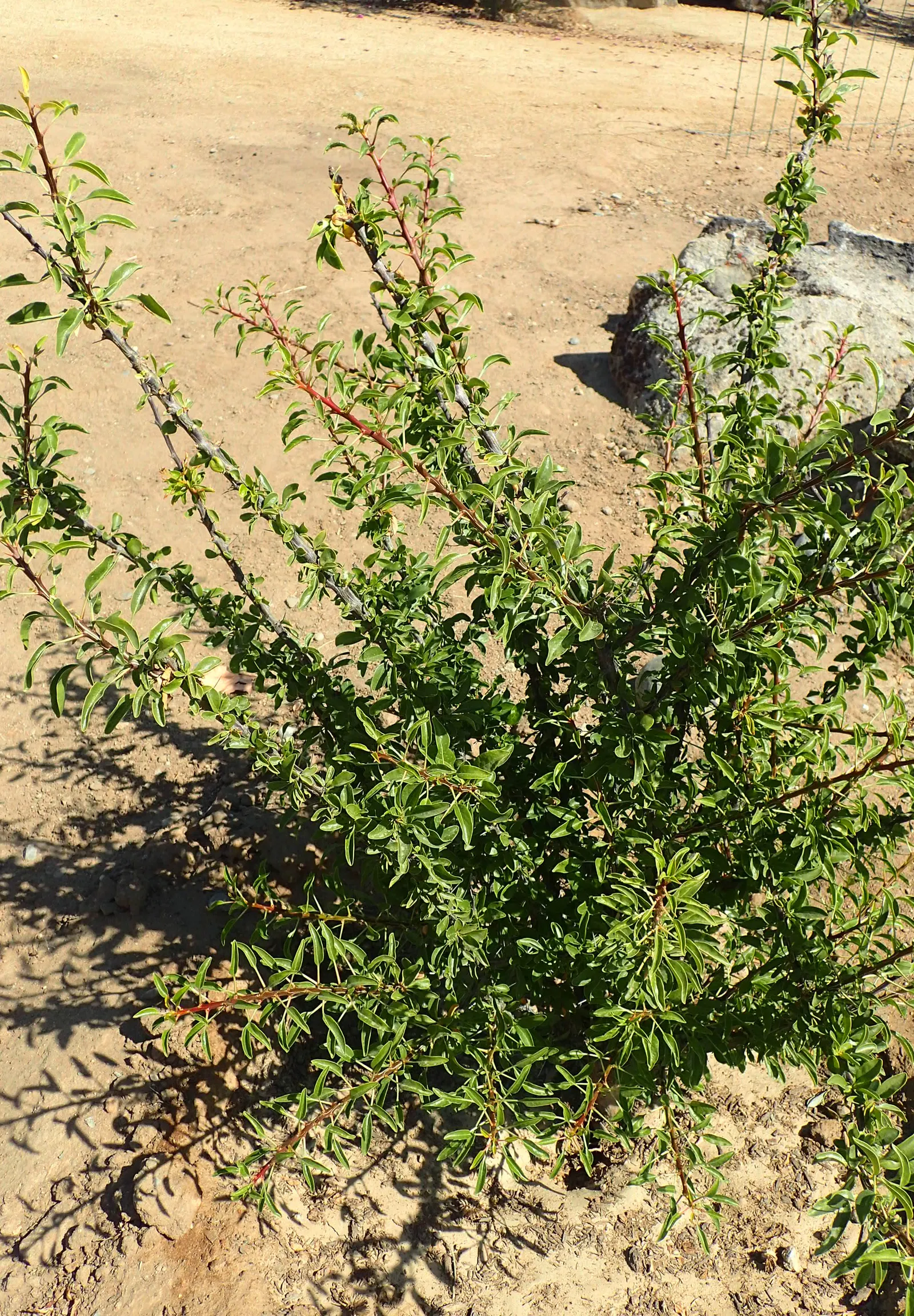 Mexican Tree Ocotillo Or Coach Whip (Fouquieria Macdougalii) — Fouquieria macdougalii, or Mexican Tree Ocotillo, thrives in arid climates, demanding full sun