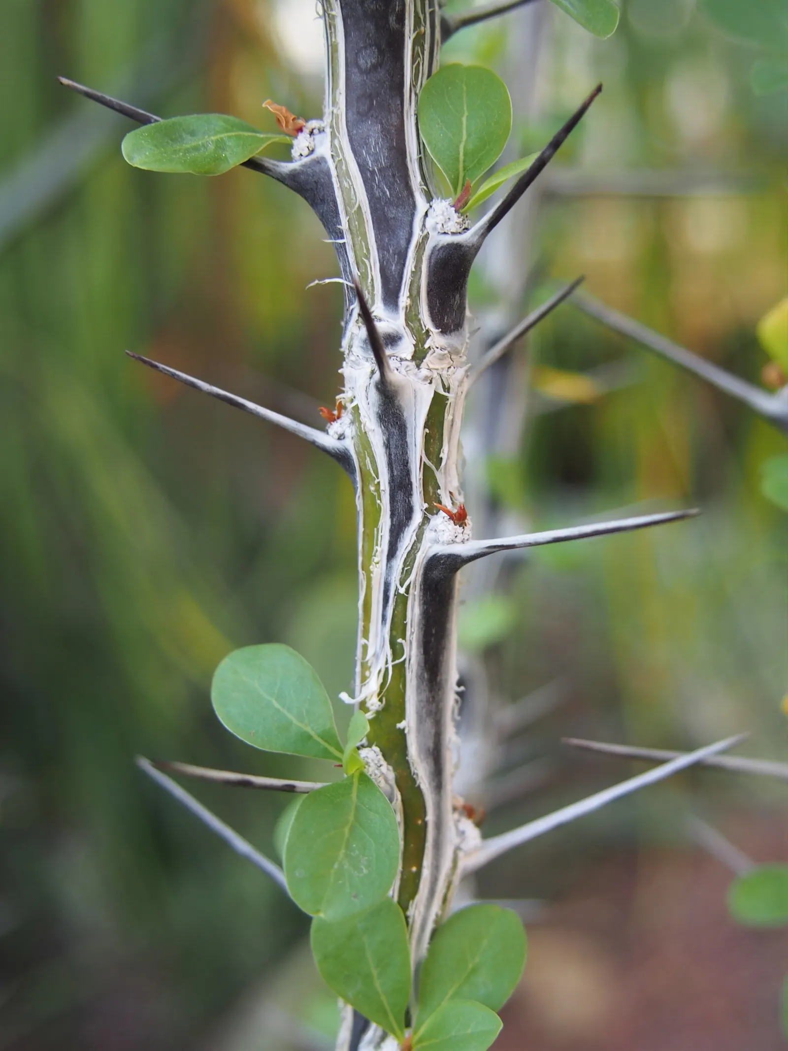 Mexican Tree Ocotillo Or Coach Whip (Fouquieria Macdougalii) — commonly referred to as the Mexican Tree Ocotillo or Coach Whip; shrub for full or half