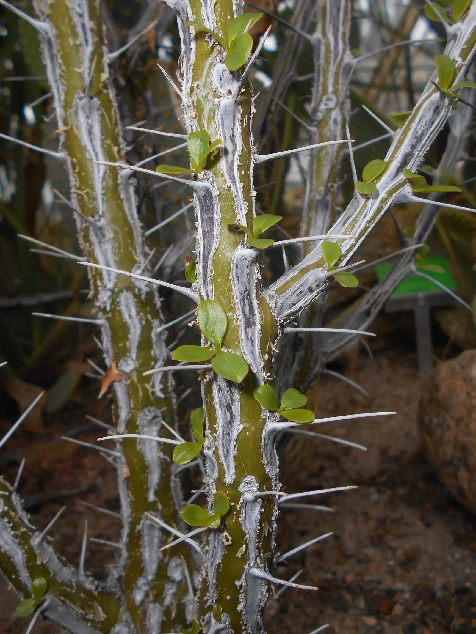 Mexican Tree Ocotillo Or Coach Whip (Fouquieria Macdougalii) — shrub for full or half