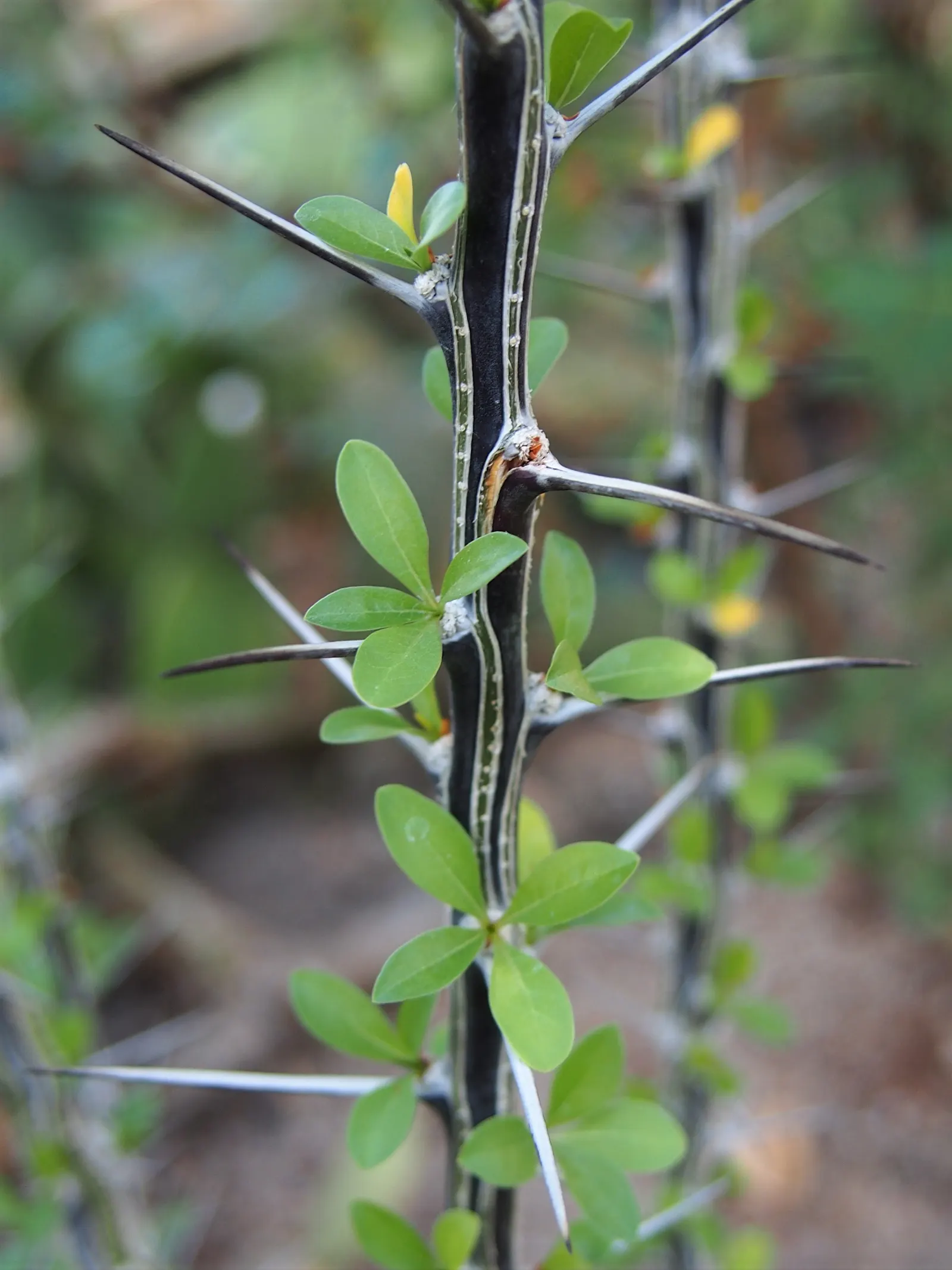 Mexican Tree Ocotillo Or Coach Whip (Fouquieria Macdougalii) — Its unique structure presents whiplike, spiny branches sporting tubular red flowers, enticing