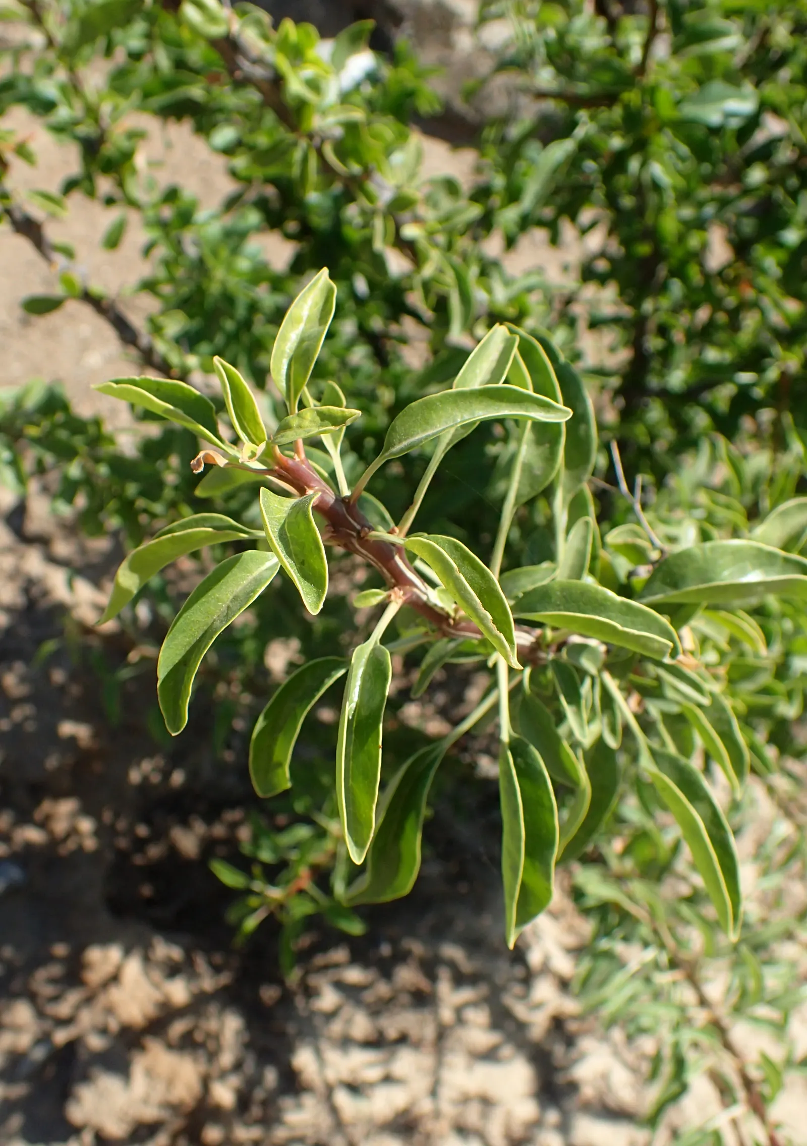 Mexican Tree Ocotillo Or Coach Whip (Fouquieria Macdougalii) — flame-colored tubular flowers at the tips of its branches
