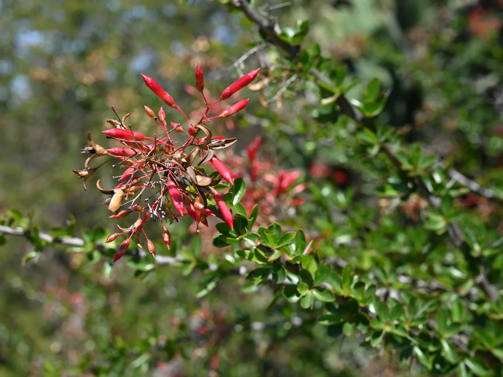 Mexican Tree Ocotillo Or Coach Whip (Fouquieria Macdougalii) — Its unique structure presents whiplike, spiny branches sporting tubular red flowers, image 26