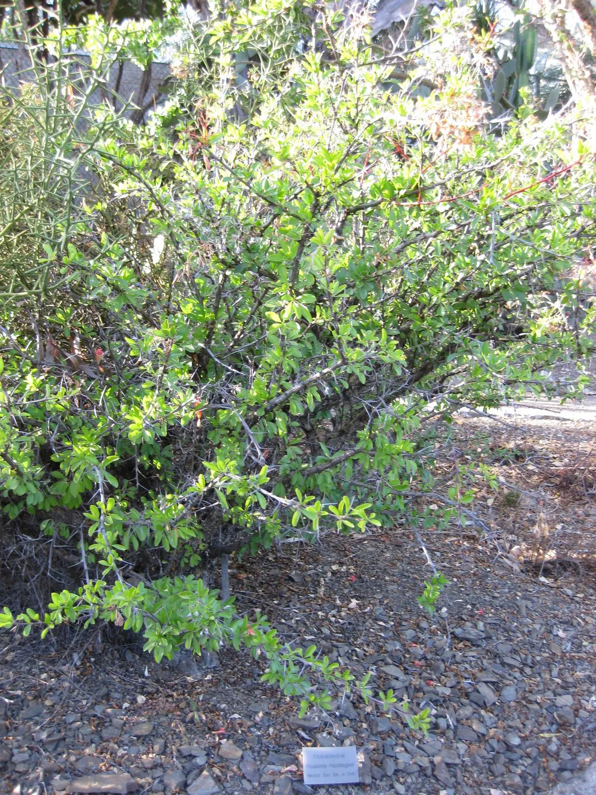 Mexican Tree Ocotillo Or Coach Whip (Fouquieria Macdougalii) — These blossoms are rich in nectar