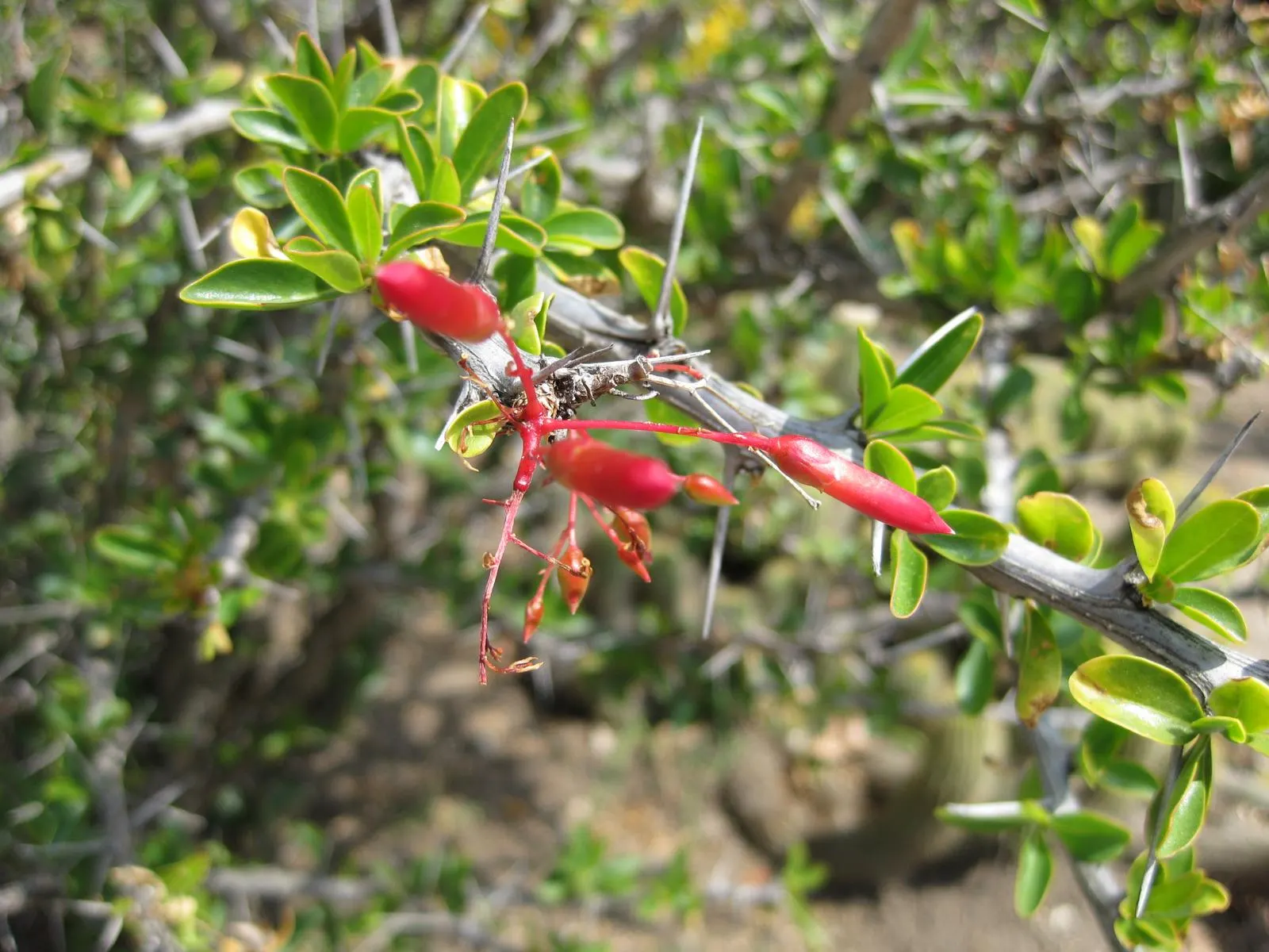 Mexican Tree Ocotillo Or Coach Whip (Fouquieria Macdougalii) — oval green leaves after rain; red flowers in the garden