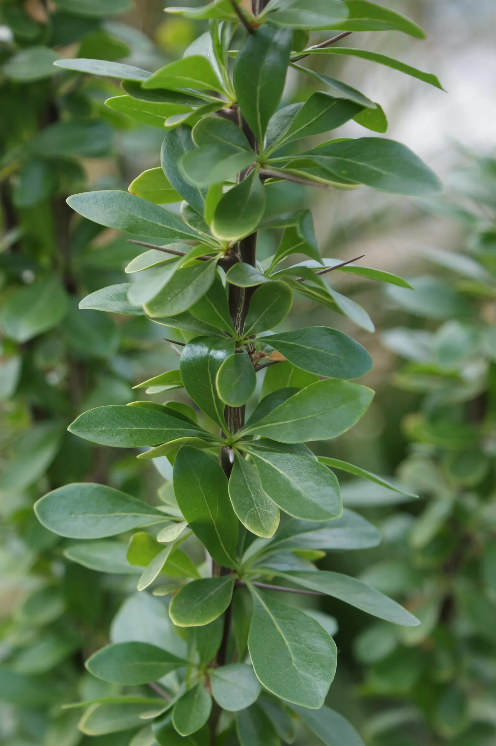 Mexican Tree Ocotillo Or Coach Whip (Fouquieria Macdougalii) — It's ideal for adding texture and height to water-wise gardens