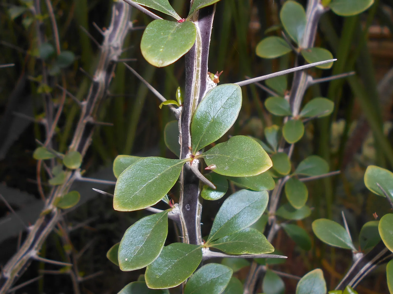 Mexican Tree Ocotillo Or Coach Whip (Fouquieria Macdougalii) — It requires minimal water, well-draining soil, and is hardy in USDA zones 8-11; this