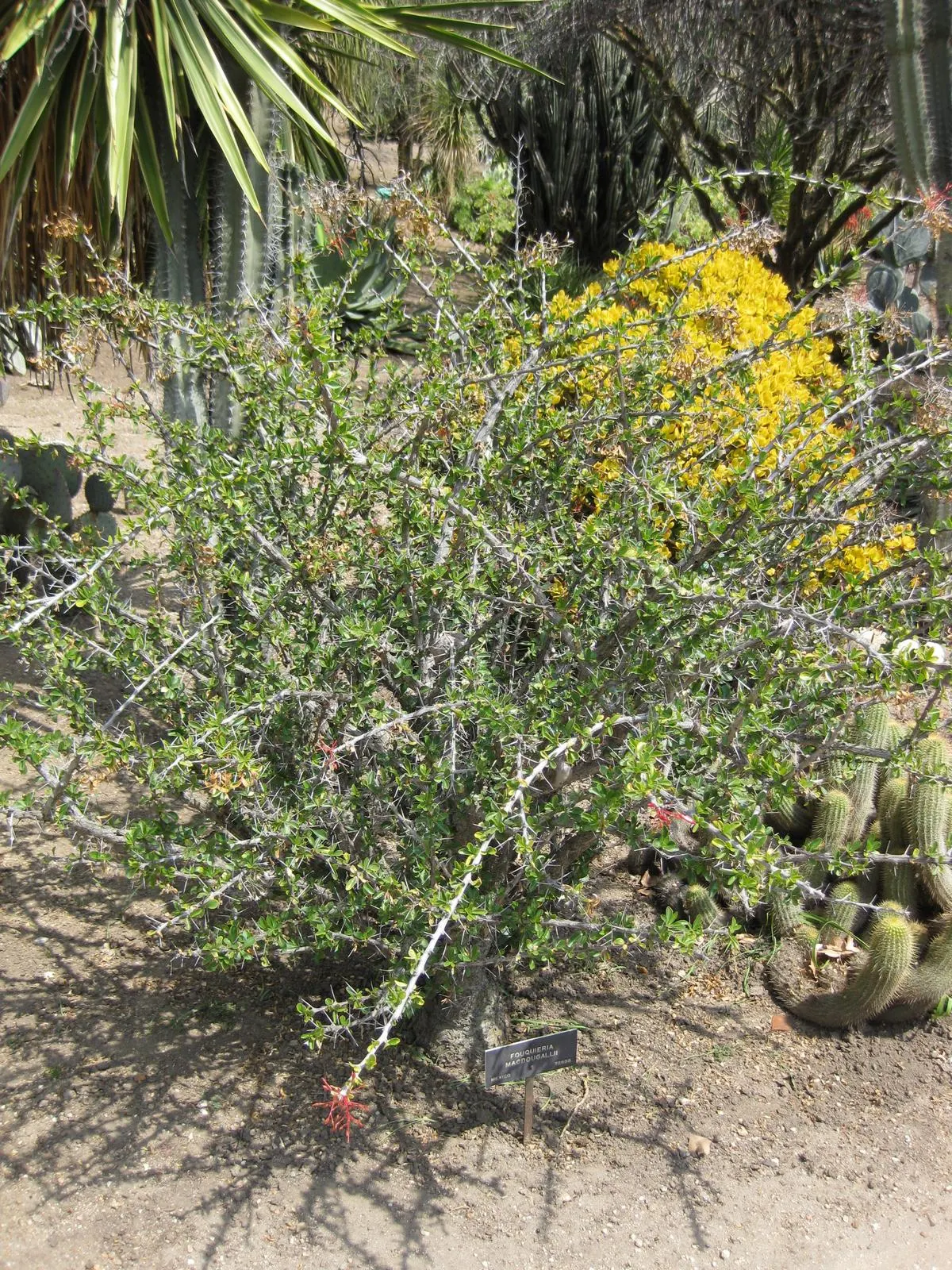 Mexican Tree Ocotillo Or Coach Whip (Fouquieria Macdougalii) — which can reach impressive heights of up to 20 feet when mature; commonly referred to as the